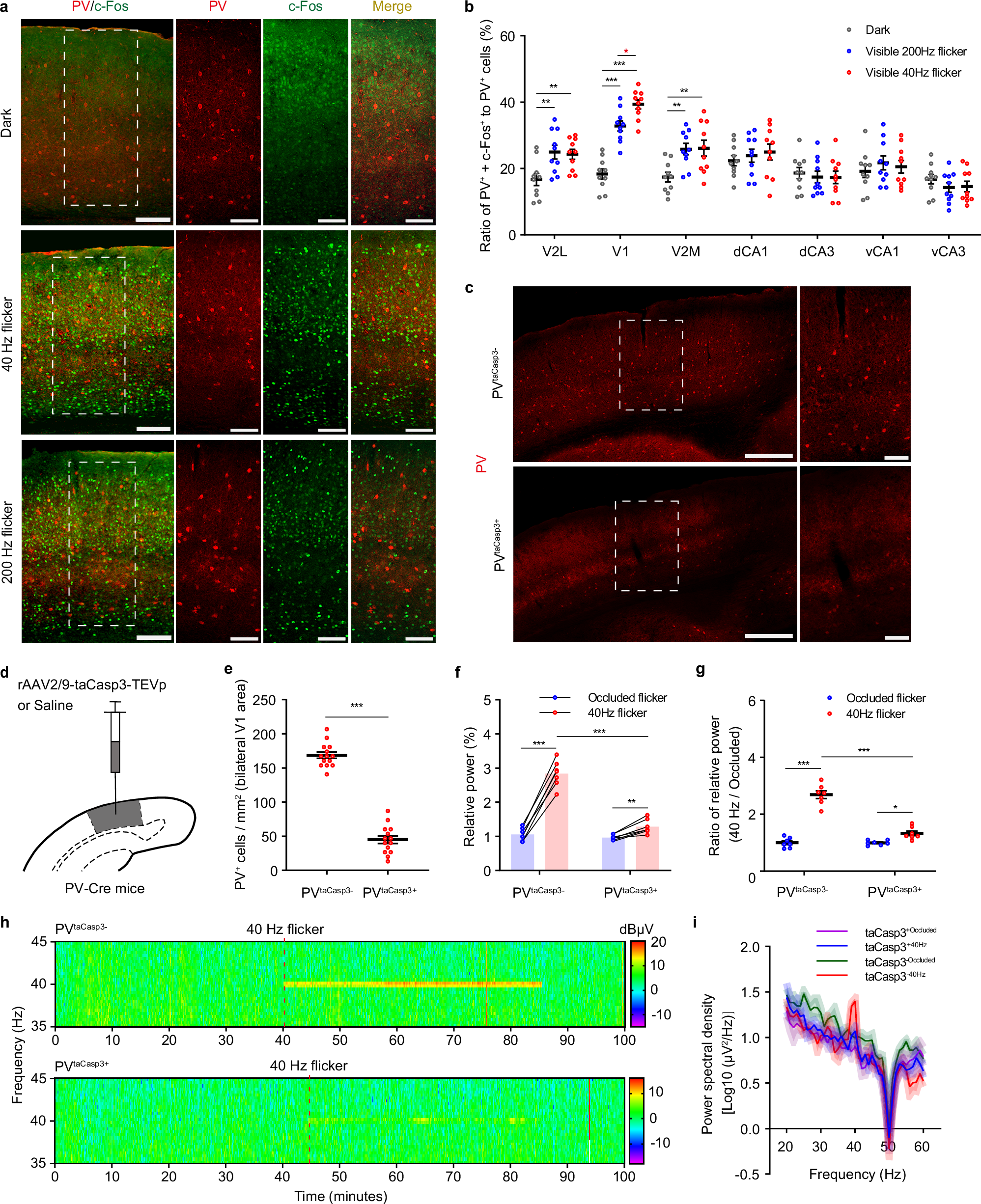 Fig. 4: GENUS-entrained gamma activity was associated with V1 PVINs.