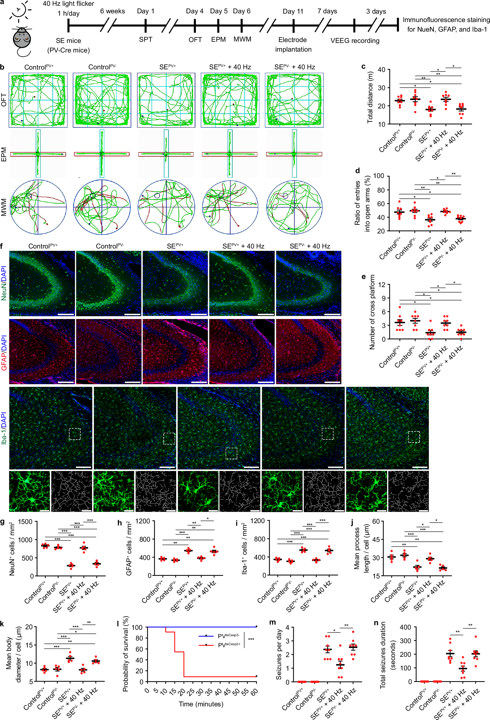 Fig. 5: PVIN ablation in V1 abolished chronic GENUS-induced hyperexcitability reduction and hippocampal neuroprotection.