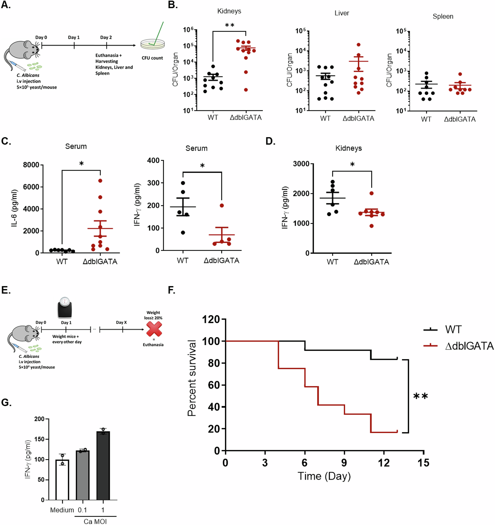 Fig. 2: Eosinophils decrease the fungal burden and improve survival in a murine model of systemic candidiasis.