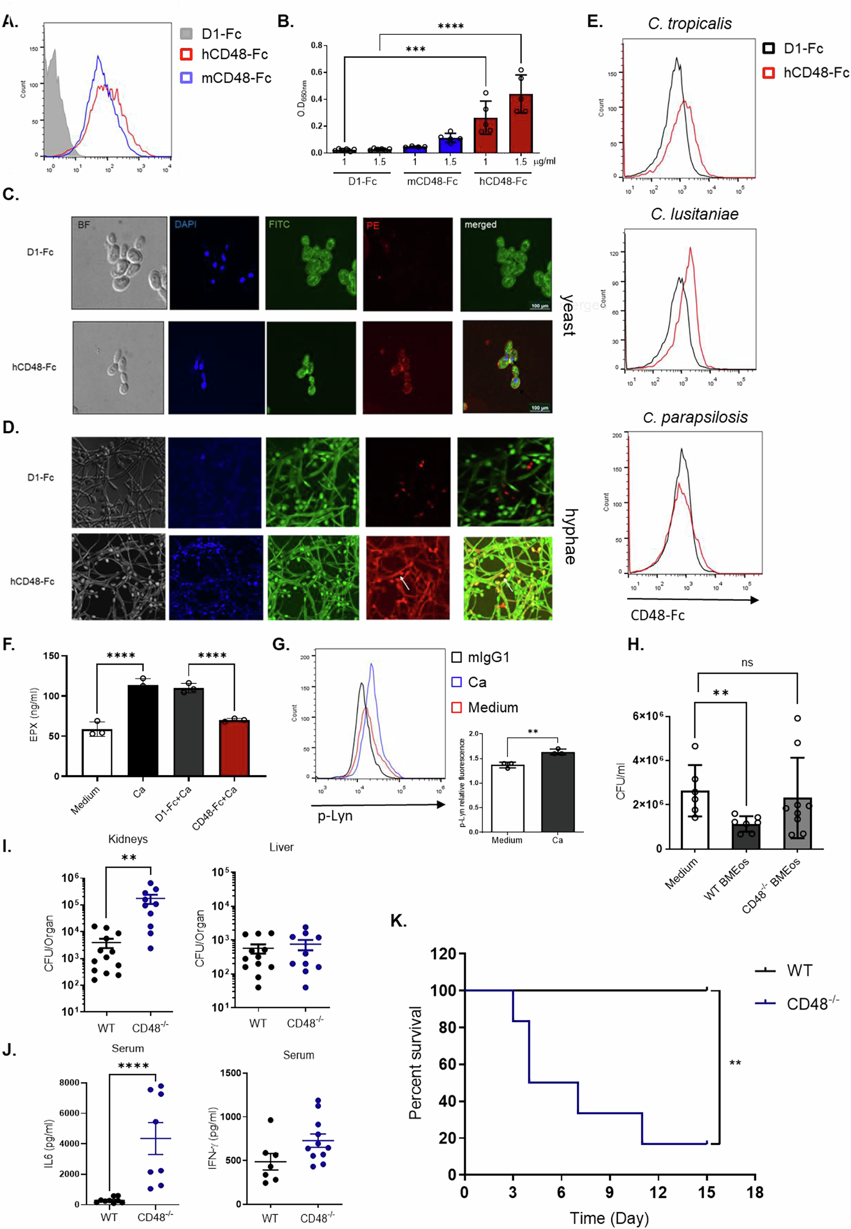 Fig. 3: CD48 binds C. albicans and regulates fungal growth.