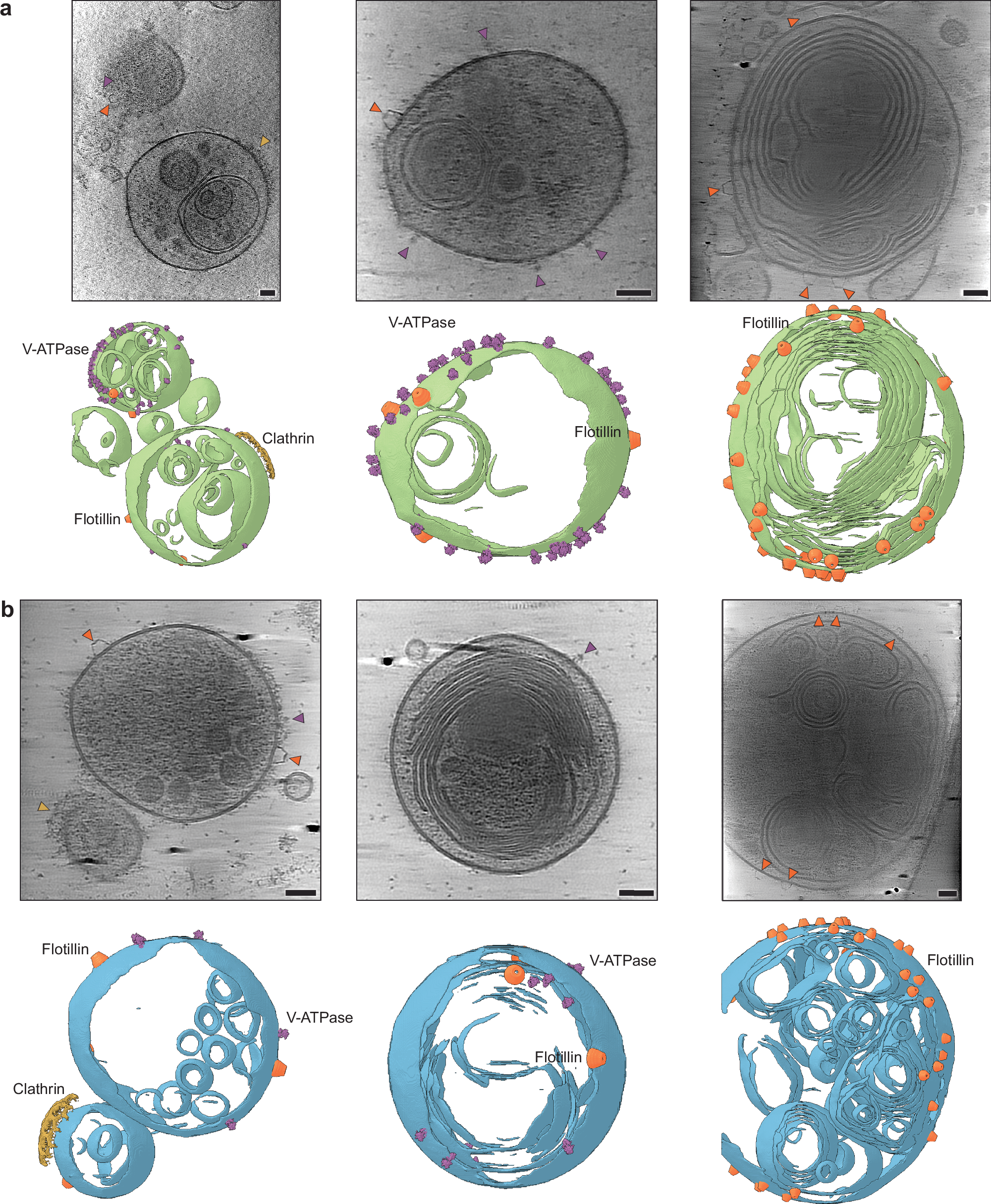 Fig. 4: Organelle morphology of immunopurified and eluted TRPML1-mNeonGreen-1D4- and TMEM192-mCherry-1D4-positive lysosomes and their associated membrane proteins.