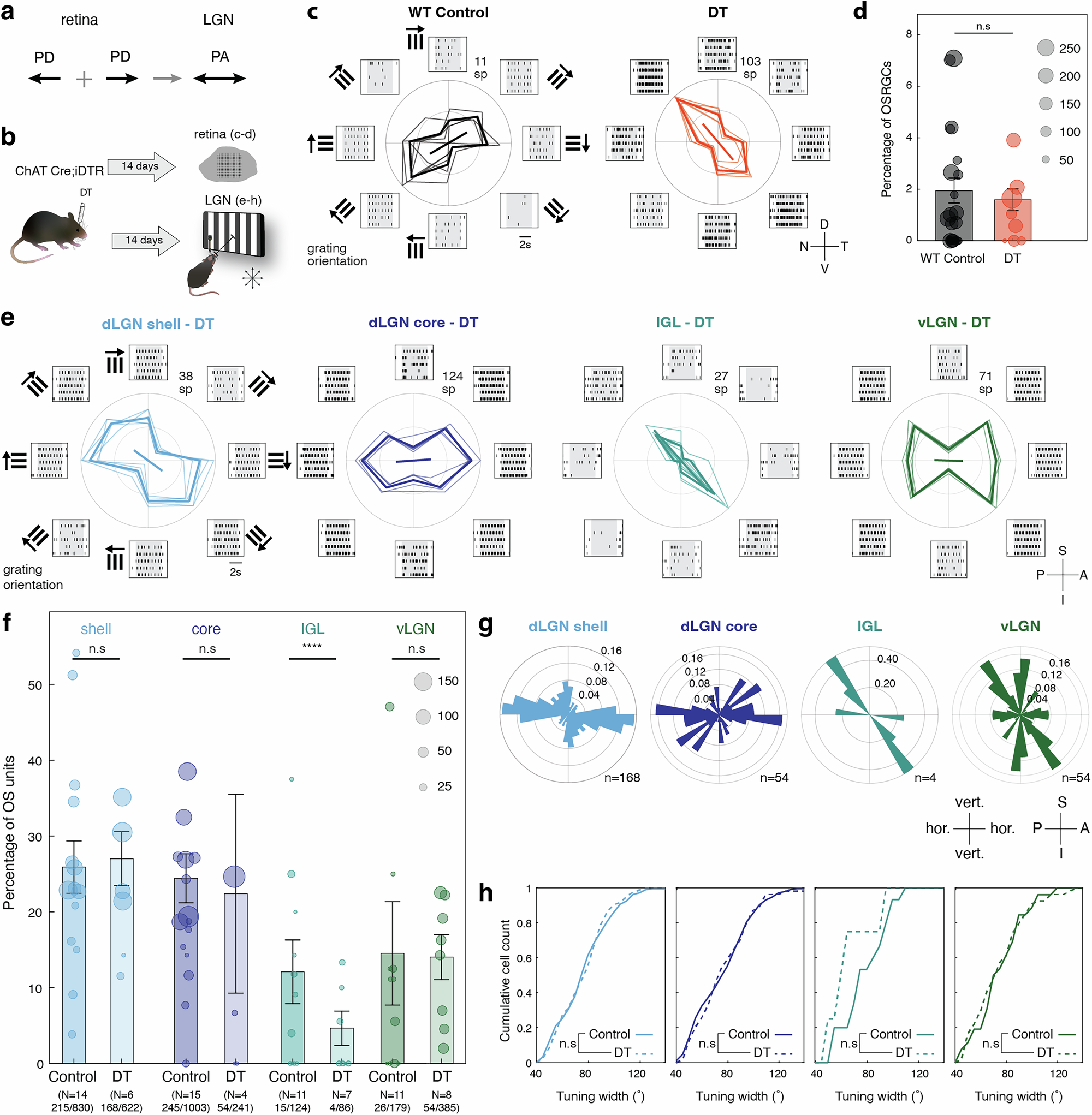 Fig. 7: Orientation-selective responses in the LGN are largely independent of DSRGC and SAC activities.