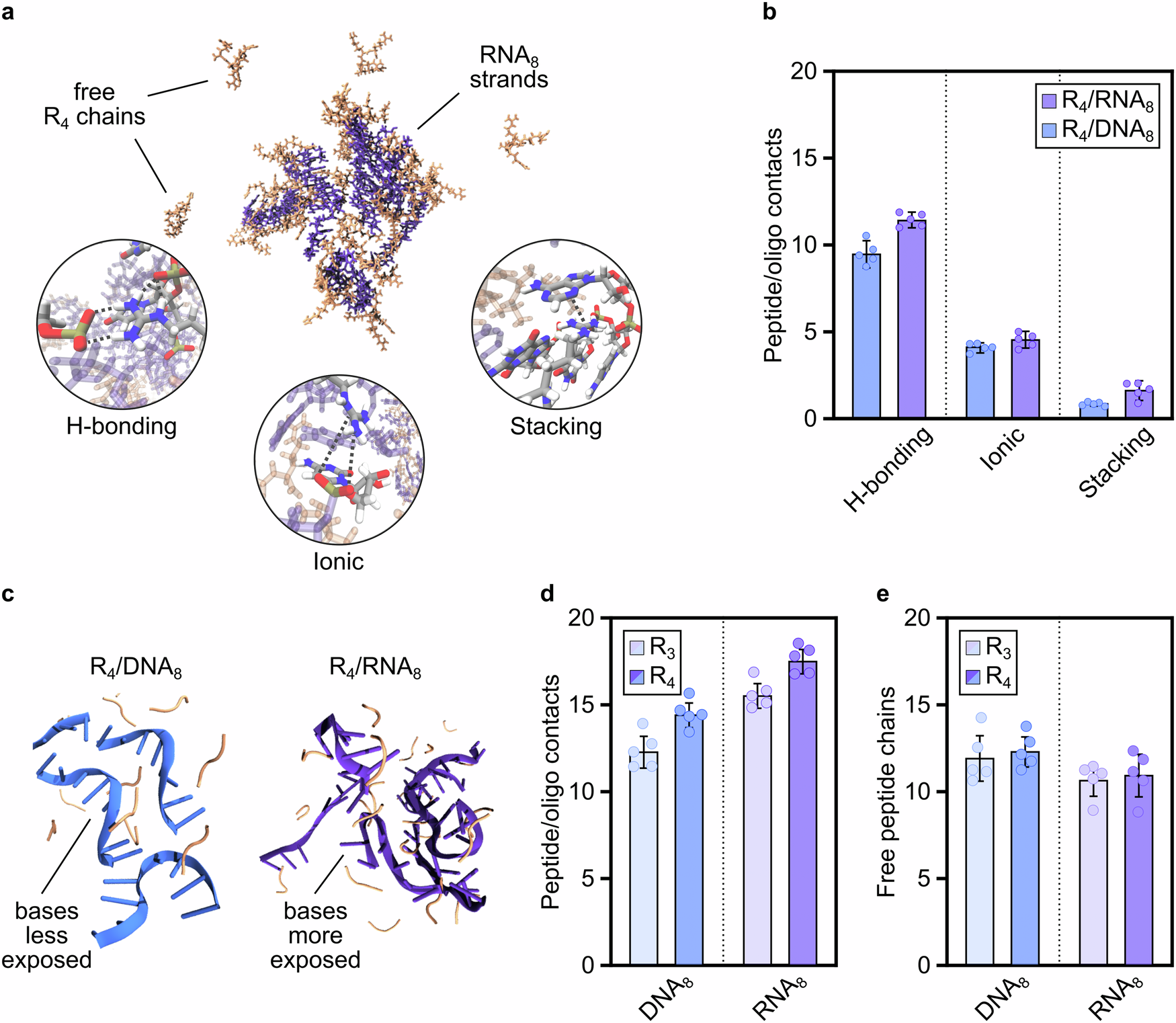 Fig. 2: Computational investigations reveal contact modes and frequency of interactions in peptide/nucleic acid coacervates.
