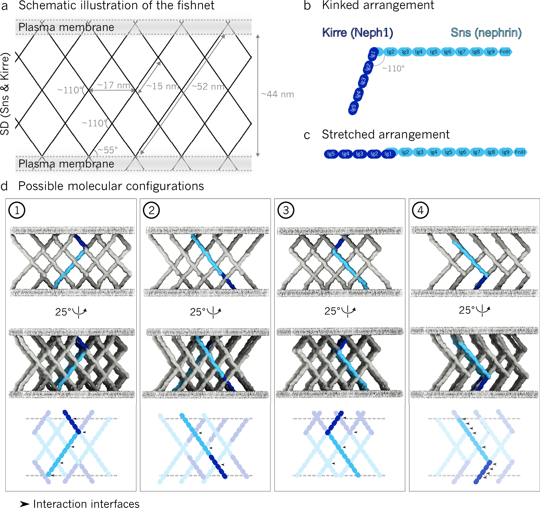 Fig. 3: Four possible configurations of Sns and Kirre within the slit diaphragm (SD).