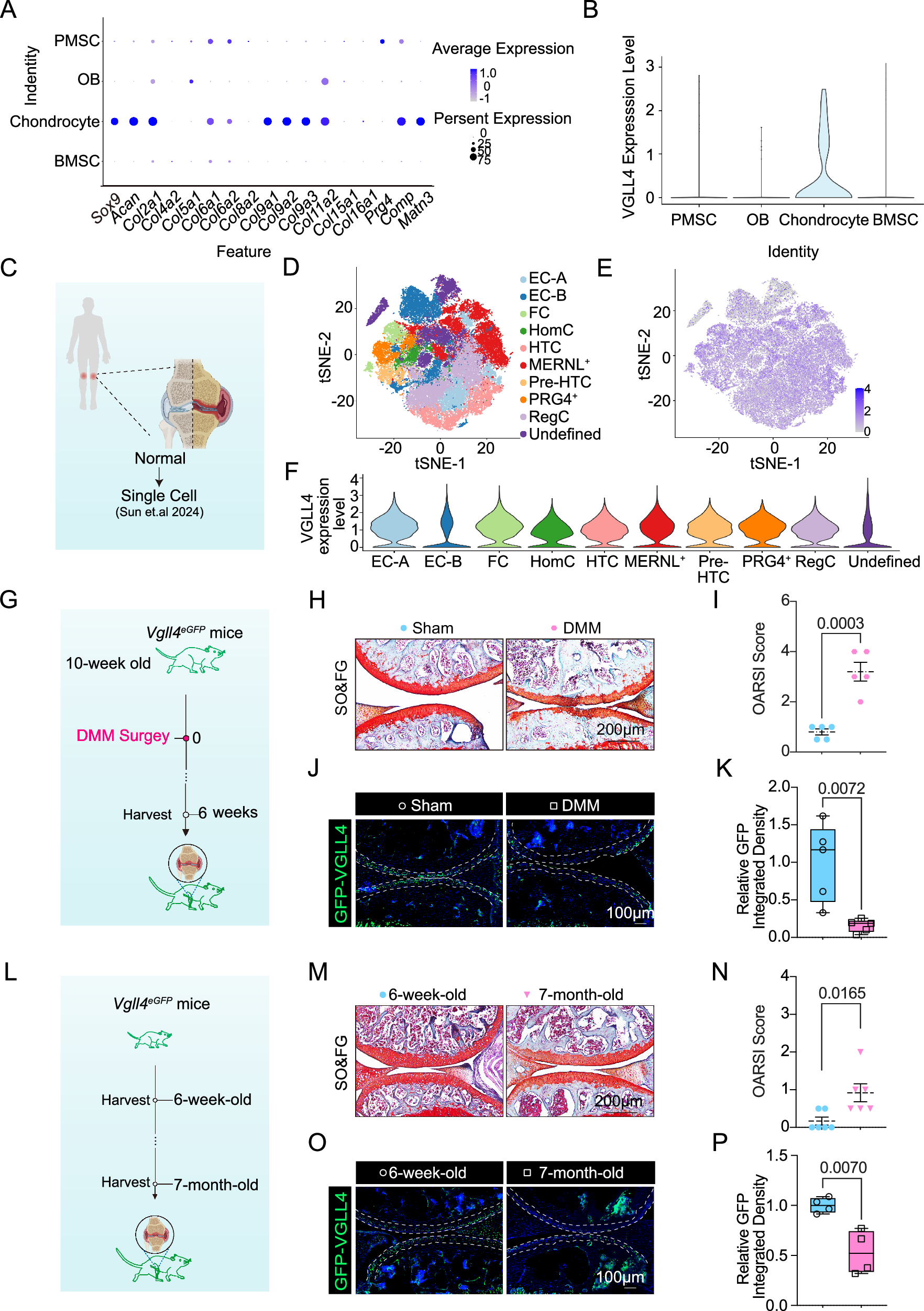 Fig. 1: Downregulation of VGLL4 after cartilage damage and aging.