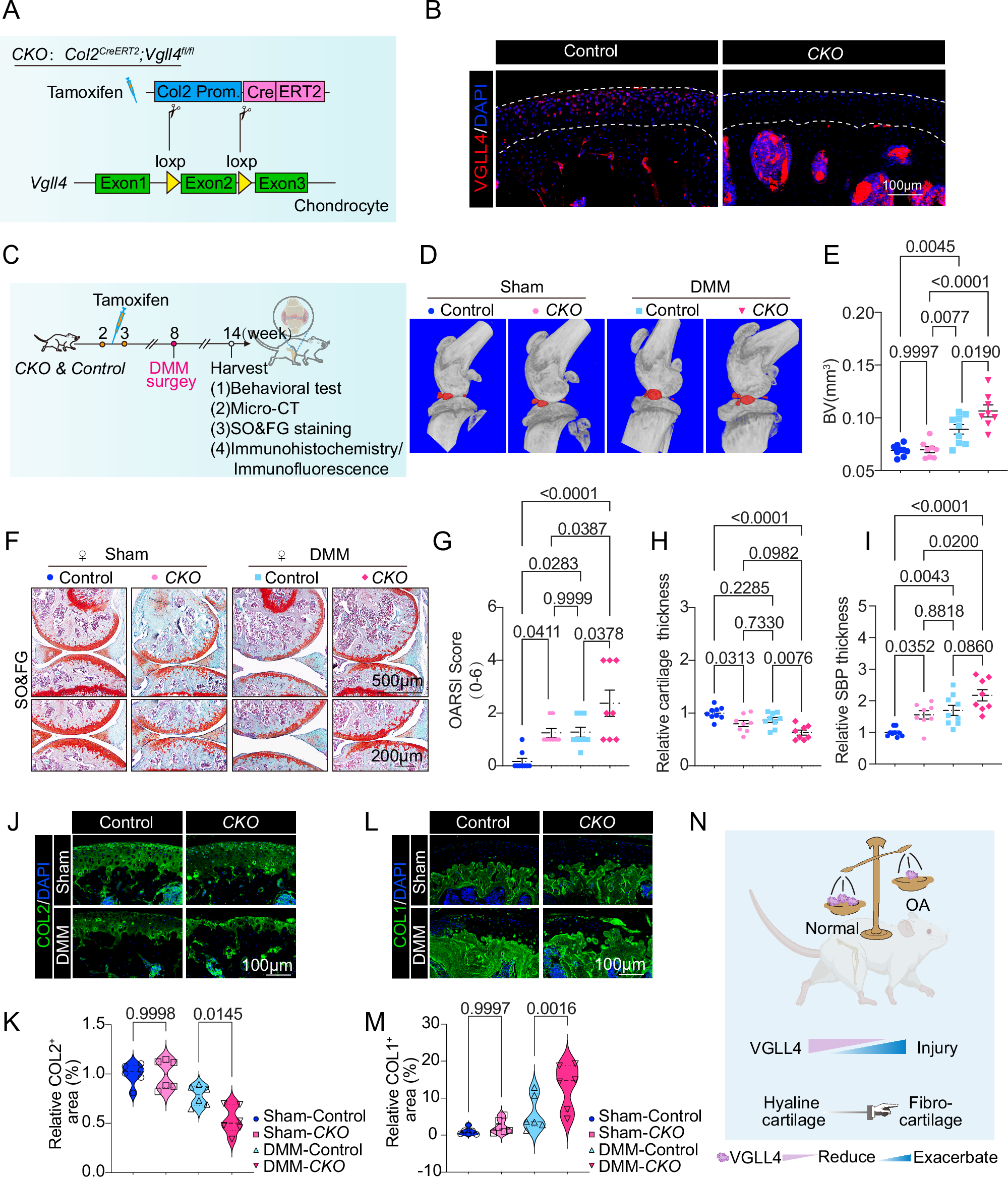 Fig. 3: Articular cartilage extracellular matrix disorders in Vgll4 CKO mice.