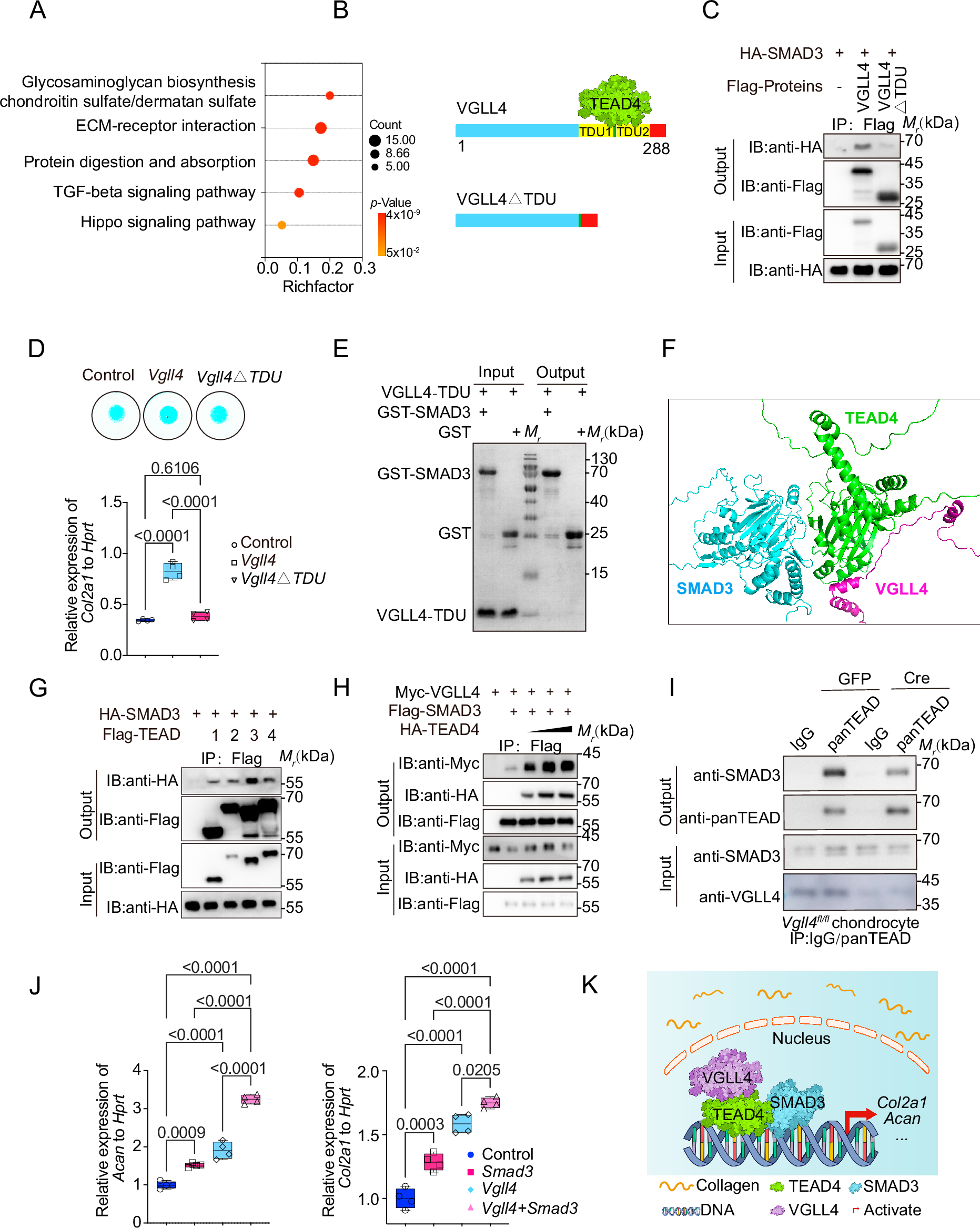 Fig. 4: TEAD4 mediates the interactions between VGLL4 and SMAD3.