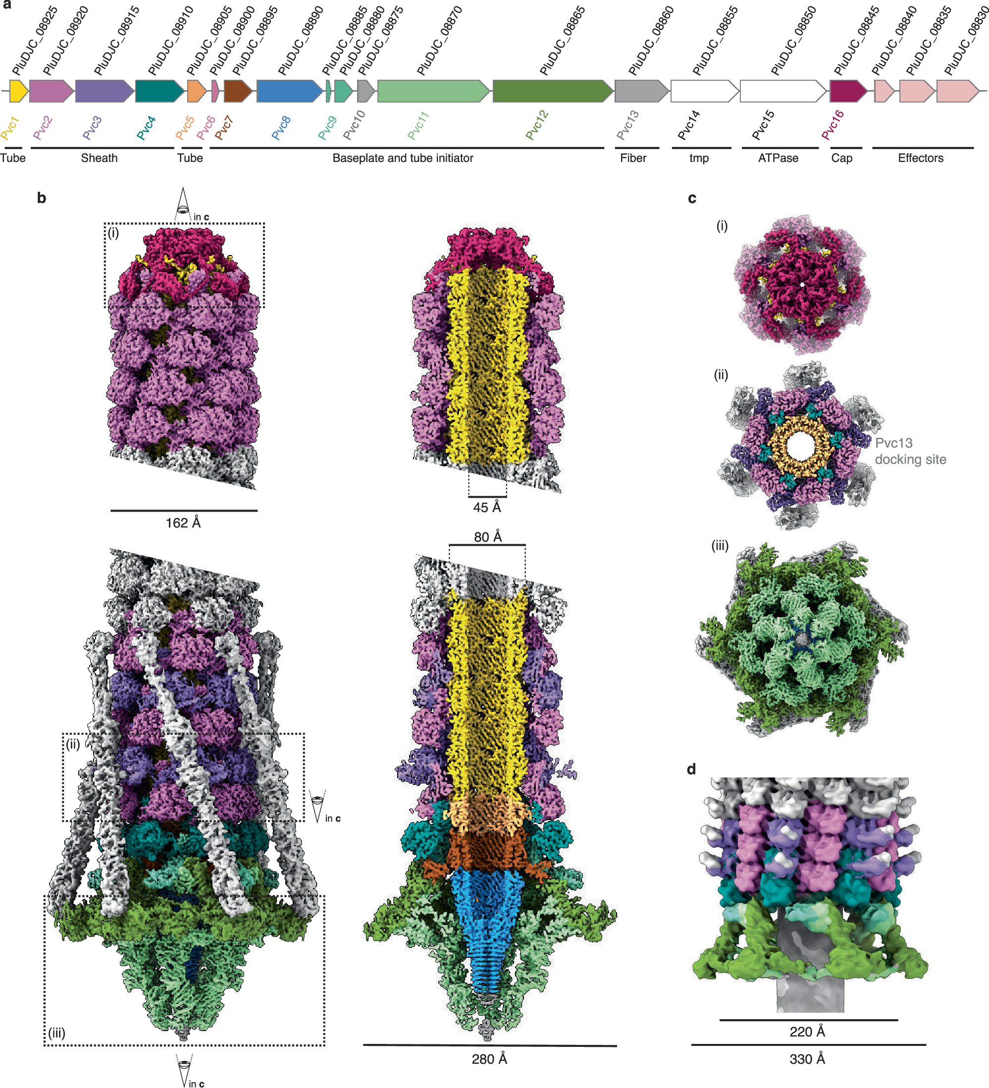 Structural characterization of an extracellular contractile injection  system from Photorhabdus luminescens in extended and contracted states |  Nature Communications