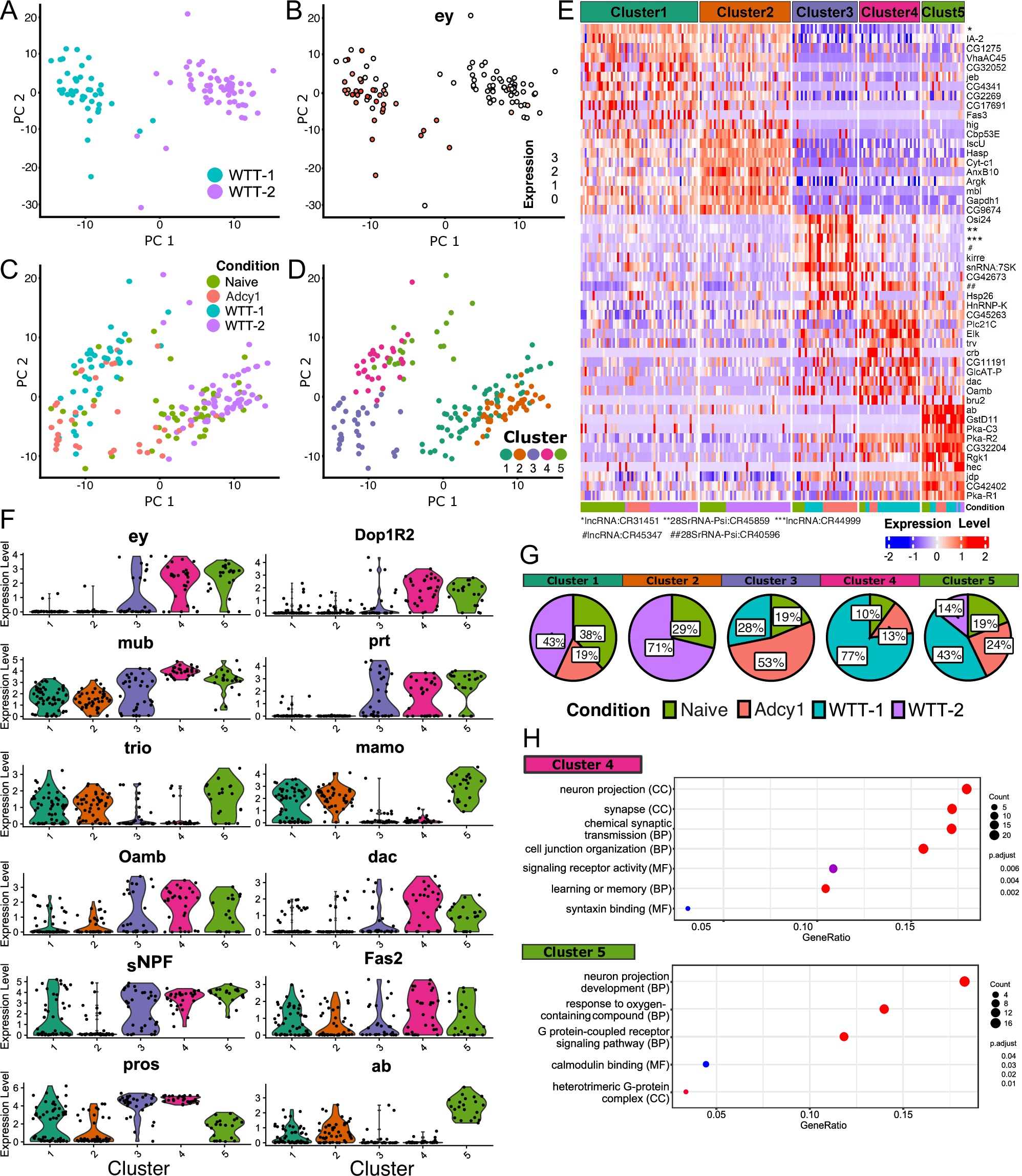 Fig. 5: Analysis of scRNAseq data differentiates two memory related clusters.