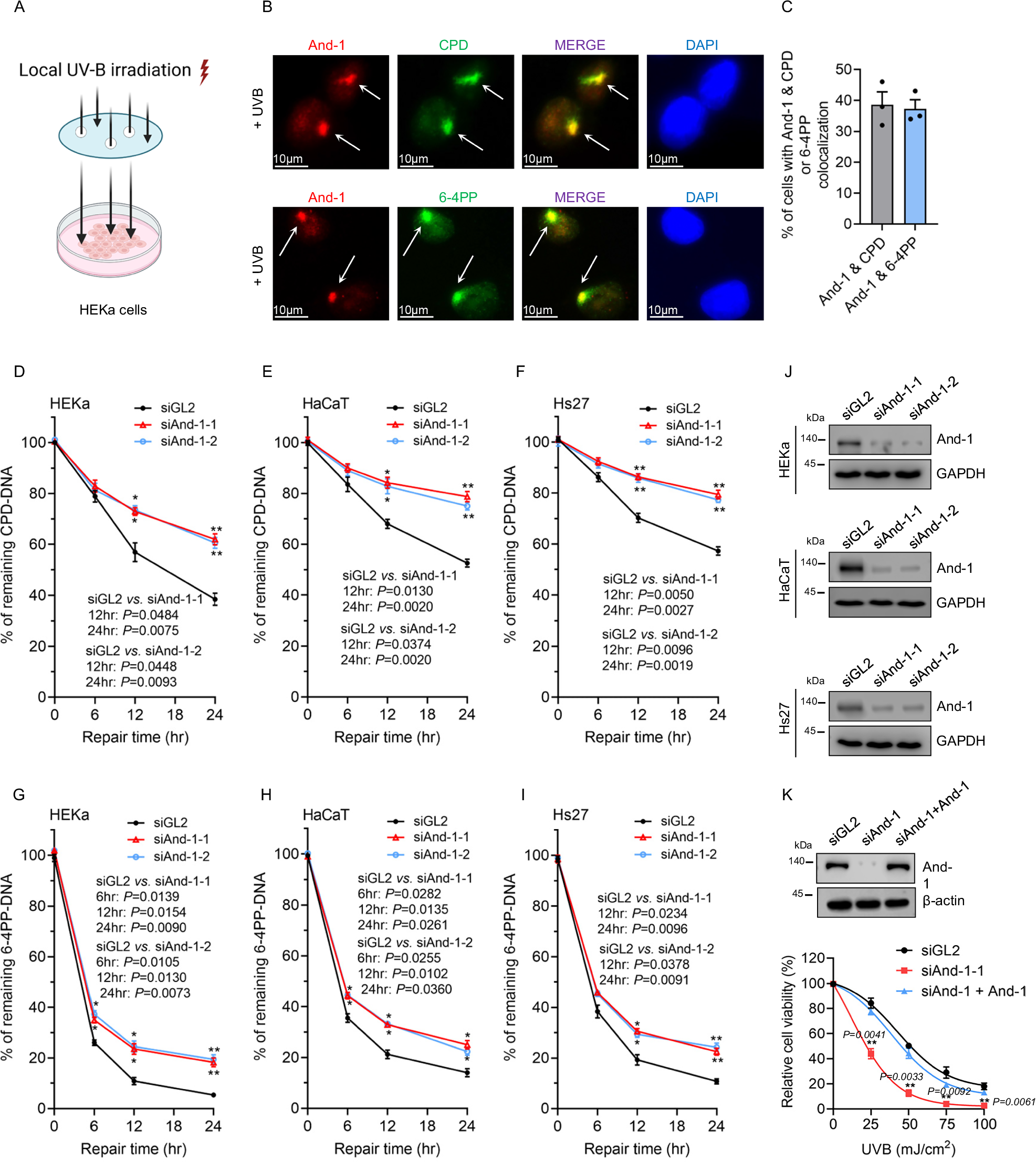 Fig. 1: And-1 is involved in NER in response to UVB irradiation.