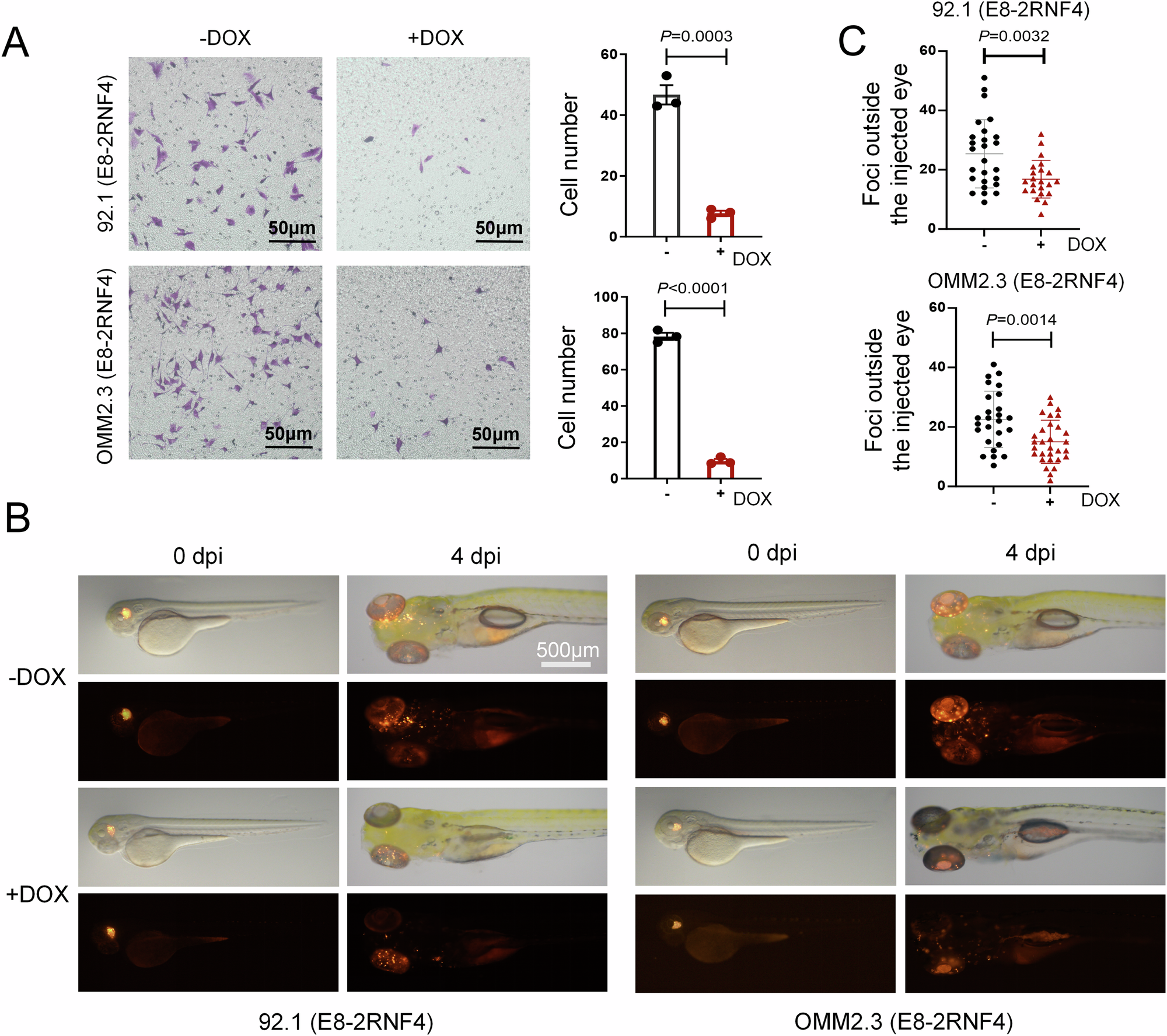 Fig. 5: YAP bioPROTAC inhibits tumor cell migration in vitro and in vivo.
