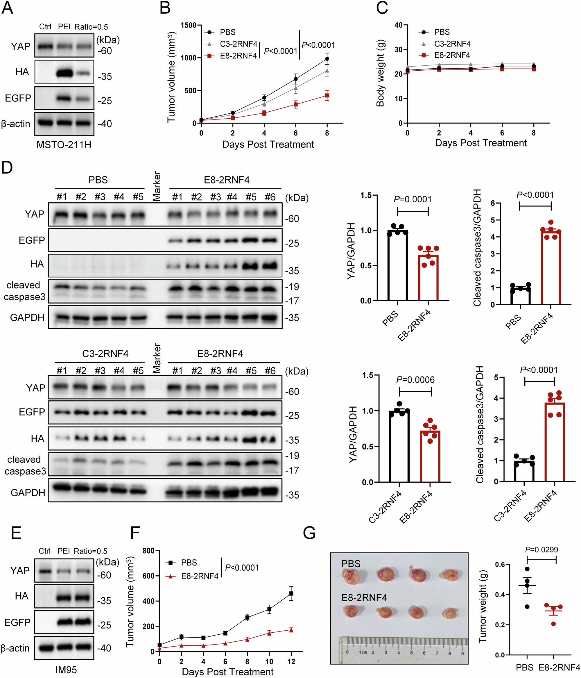 Fig. 7: Gene delivery of YAP bioPROTAC encoding plasmid using PEI/PGA-based nanocomplexes inhibits YAP-dependent tumors.
