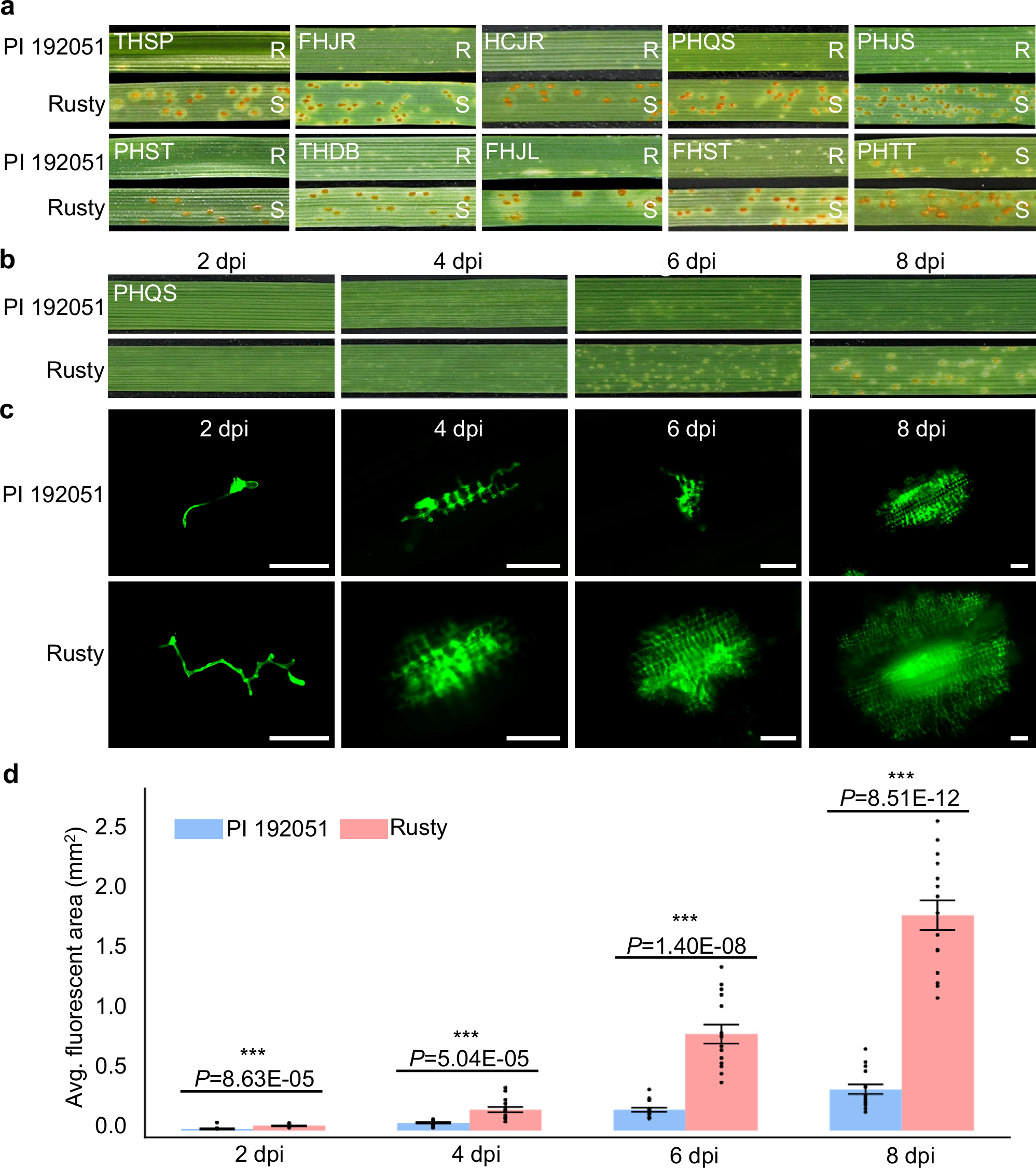 Fig. 1: Durum wheat landrace PI 192051 exhibits high resistance to multiple Pt pathotypes.