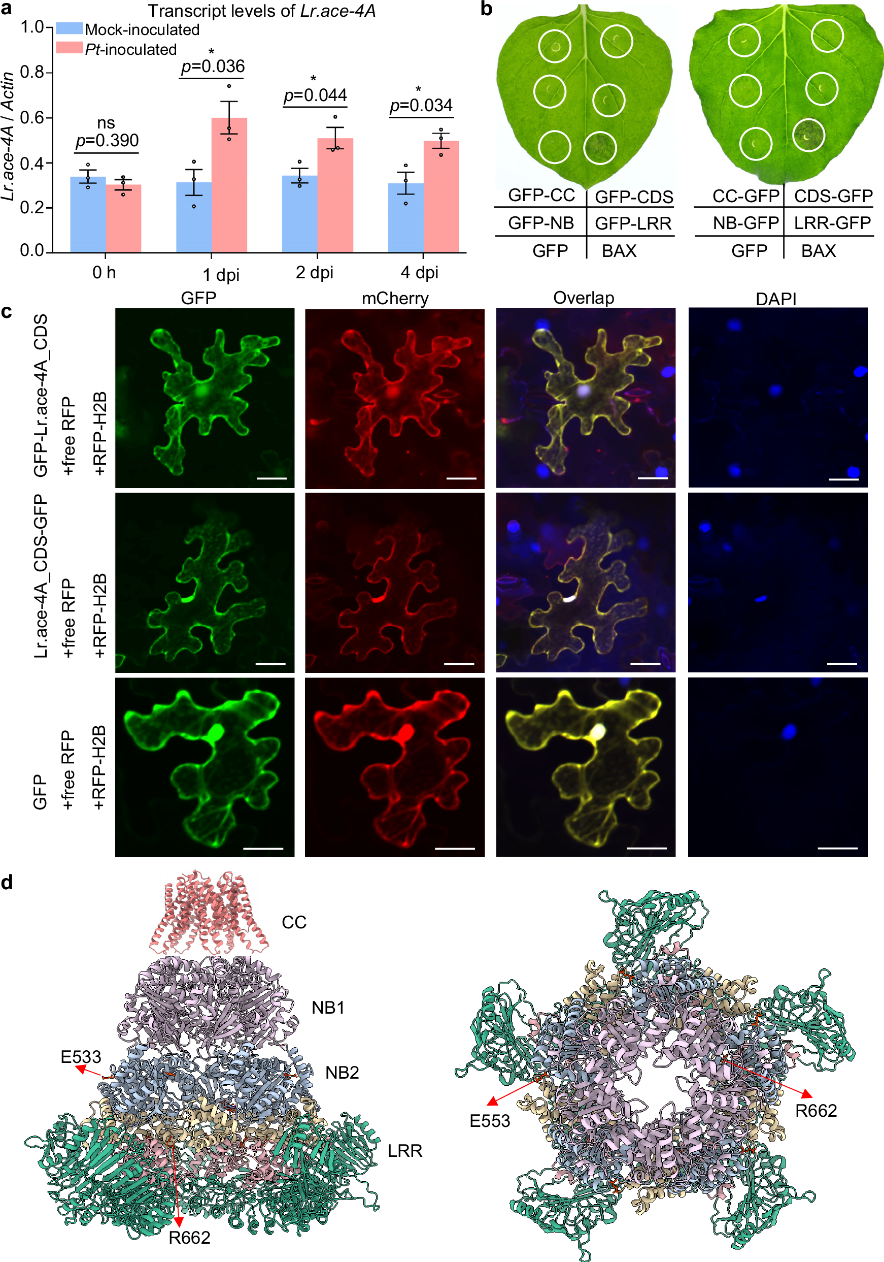 Fig. 7: Functional characterization of Lr.ace-4A.