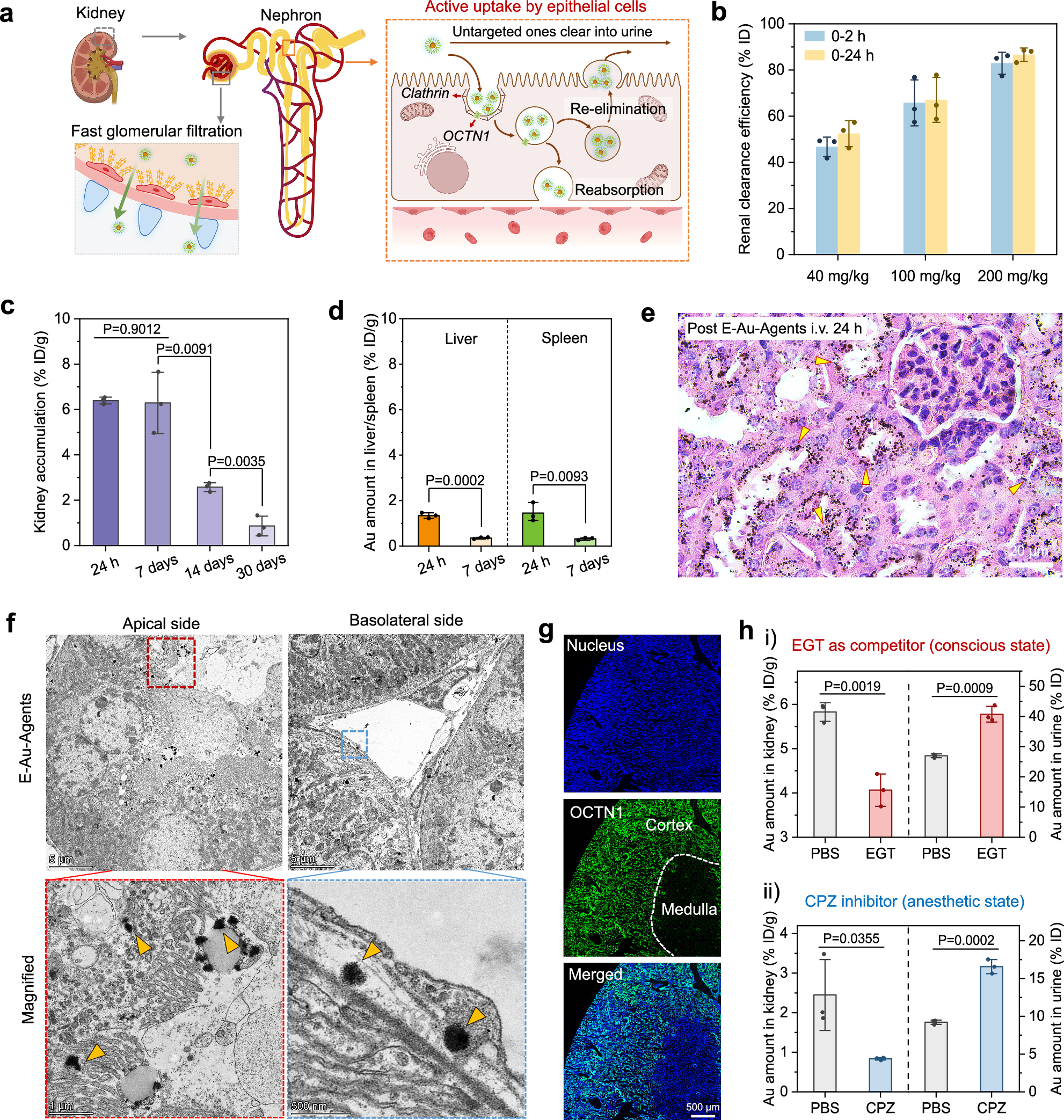 Fig. 3: Principle of in vivo renal targeting and intrarenal transport of E-Au-Agents.