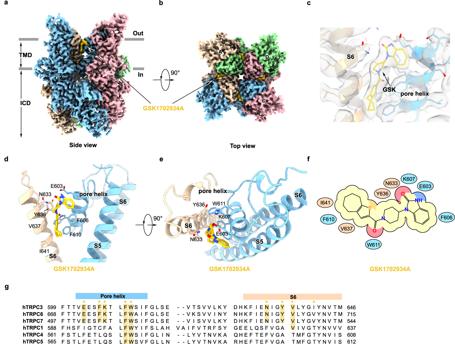 Fig. 3: GSK1702934A binding sites in hTRPC3.