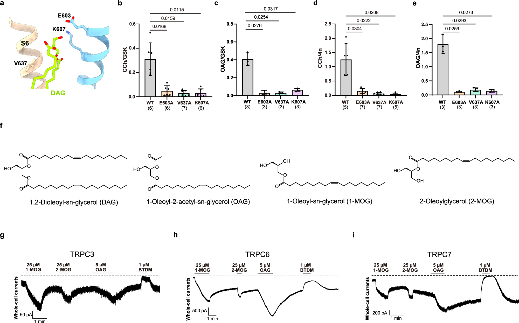 Fig. 5: DAG and MAG bind to the L2 site for channel activation.