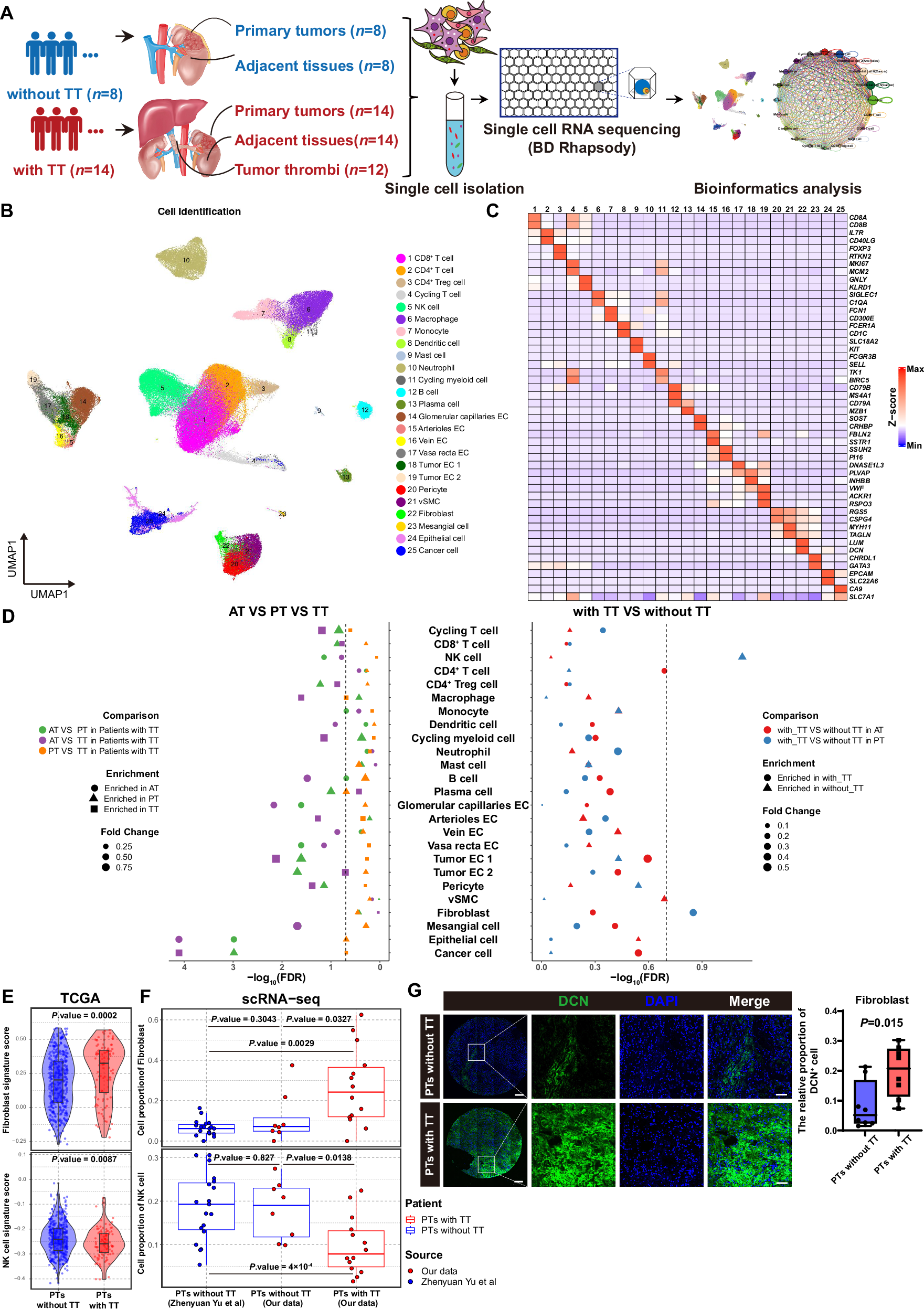 Fig. 1: scRNA-seq analysis revealed the significant TME remodeling in RCC with TT.
