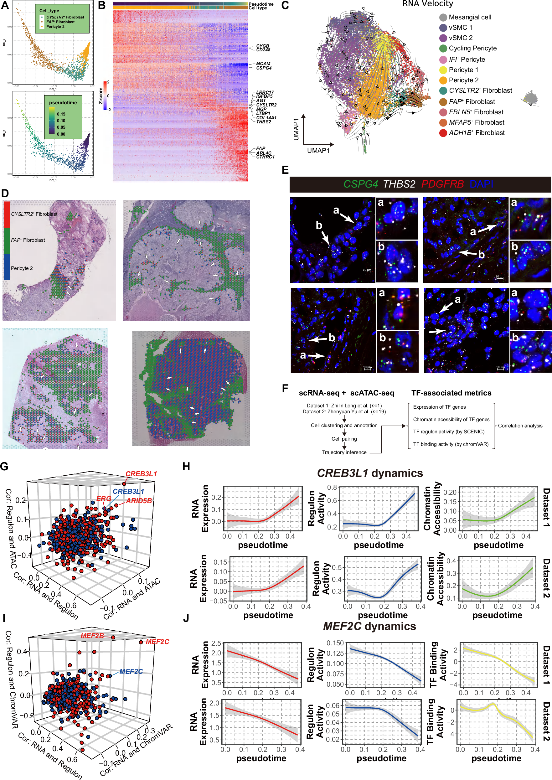 Fig. 4: Pericyte-fibroblast transition in RCC.