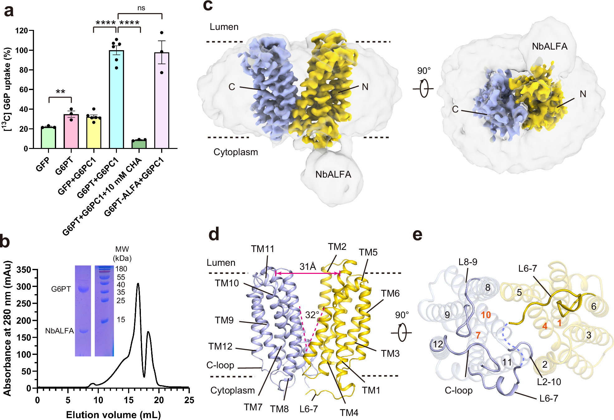 Fig. 1: Functional characterization and structure of human G6PT.
