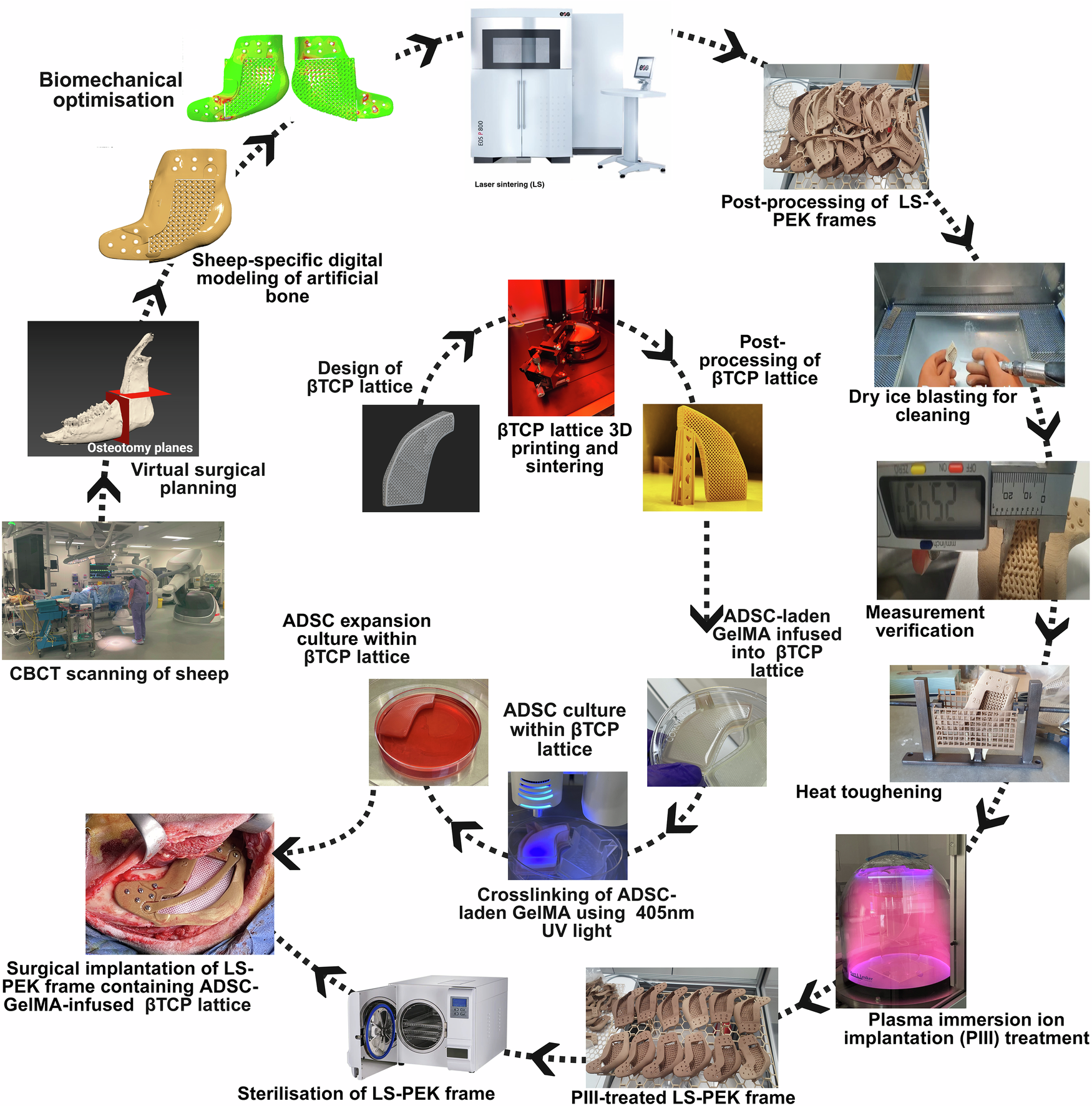 Fig. 3: Schematic of the sheep-specific artificial bone design and manufacturing process for reconstructing segmental bone defects of the mandible.