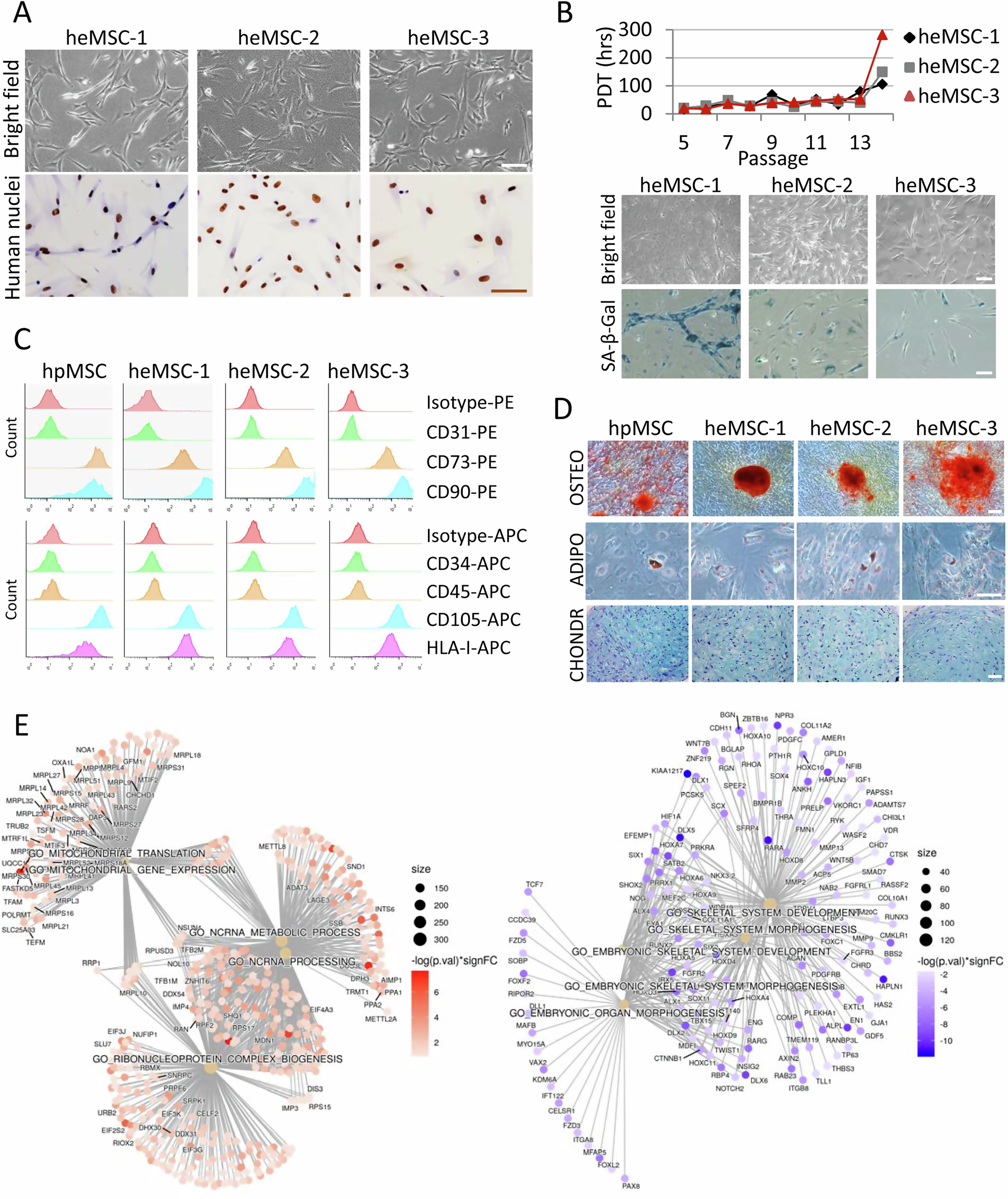 Go Cory Sports, image size:2000x2379