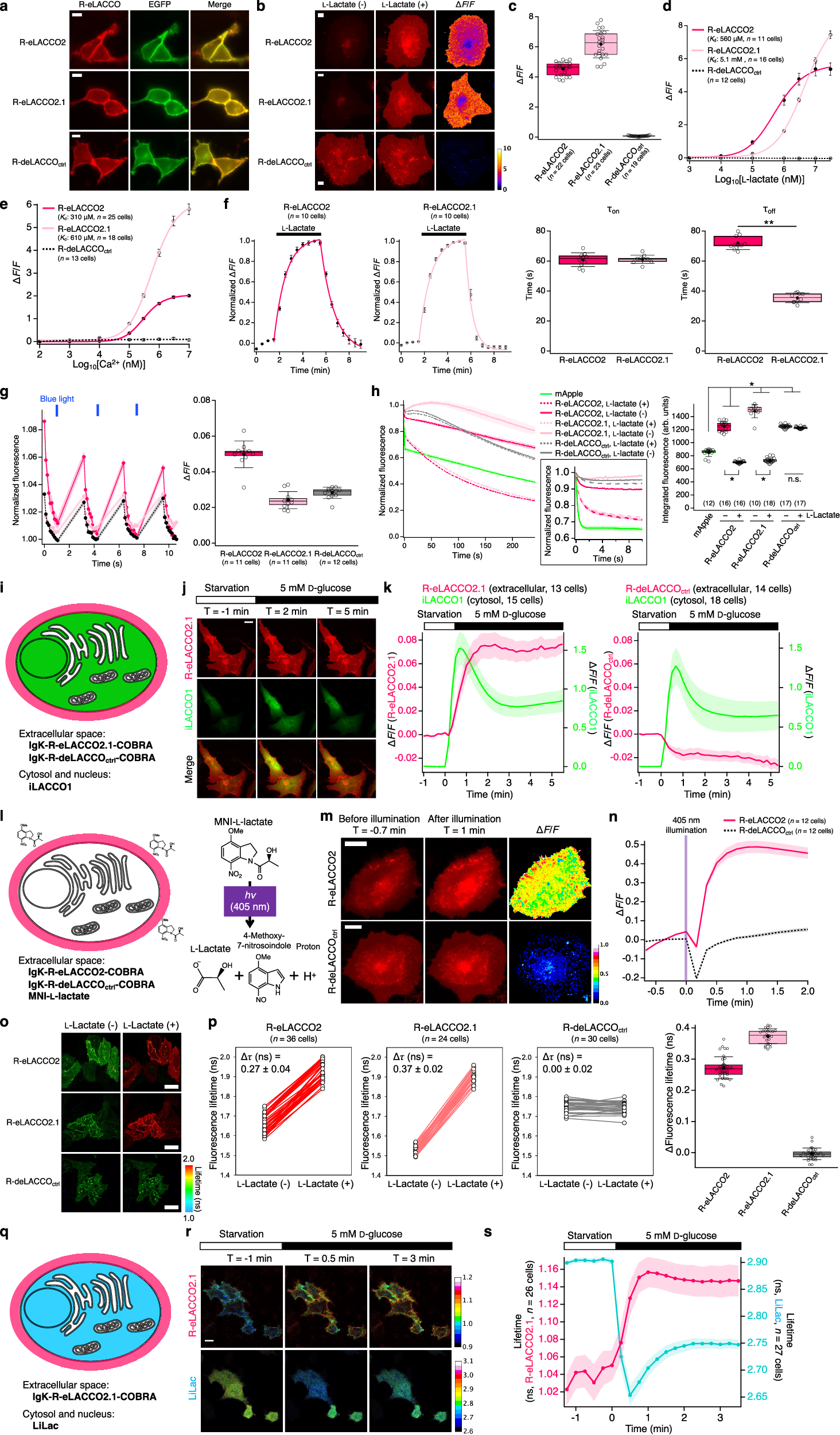 Fig. 3: Characterization of R-eLACCO2 variants in live mammalian cells.