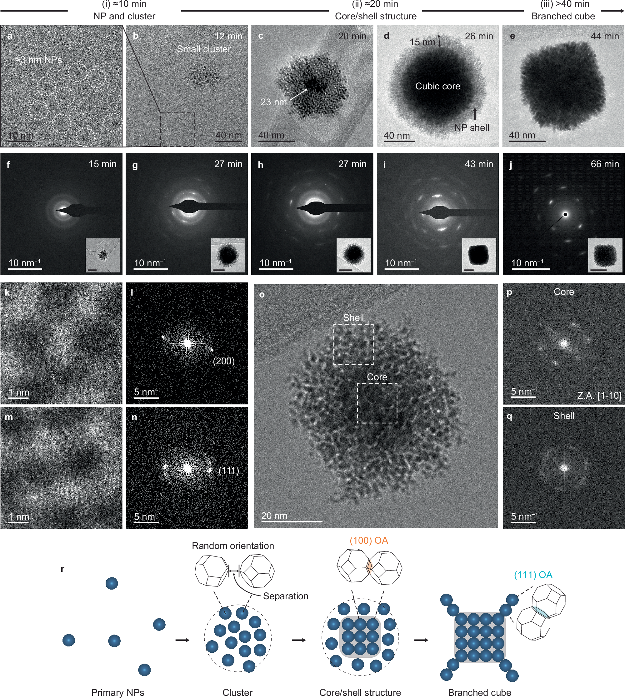 Fig. 3: Evolution of branched cubic mesocrystals via OA of primary NPs.
