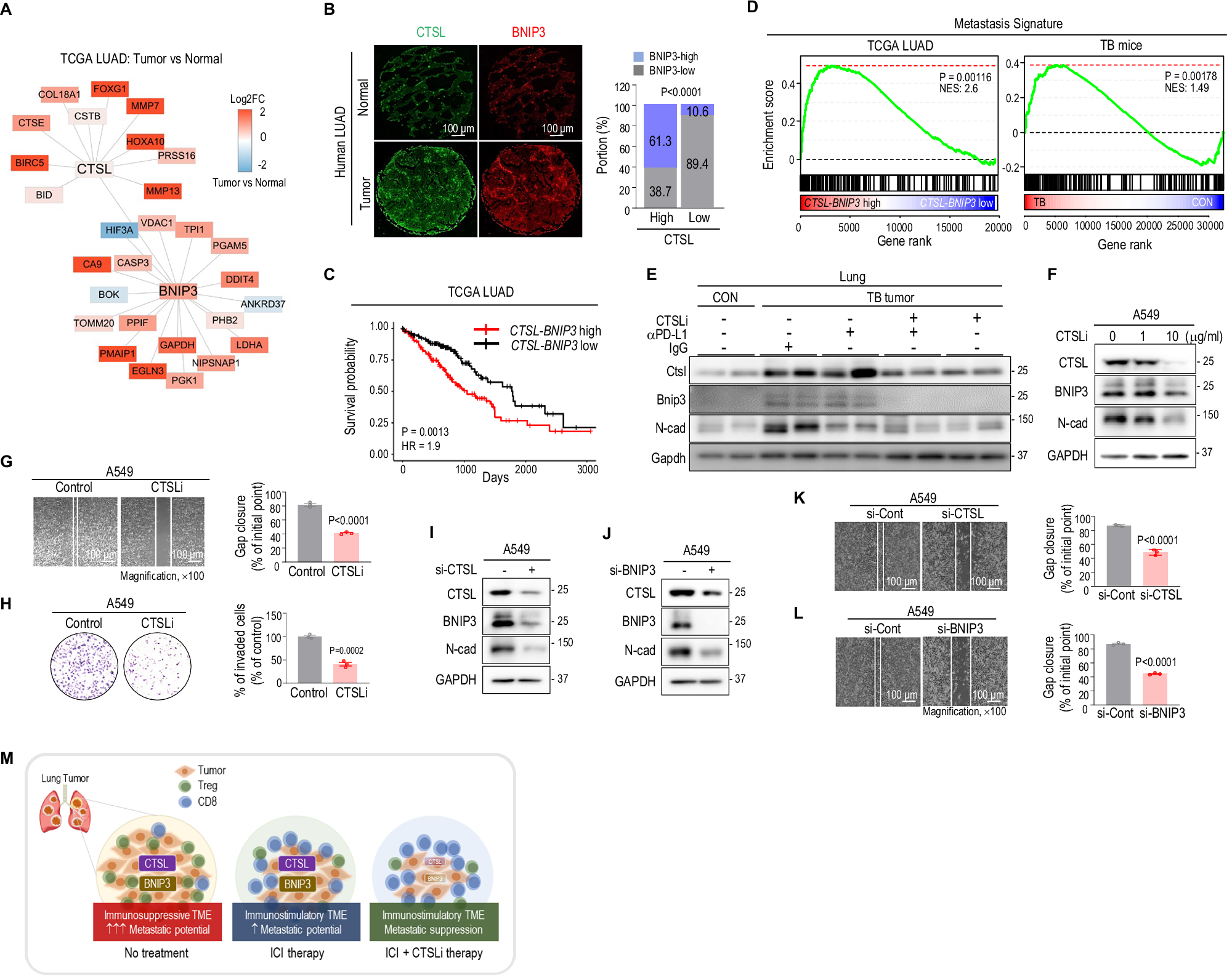 Fig. 6: CTSL-BNIP3 network promotes tumor metastatic potential.