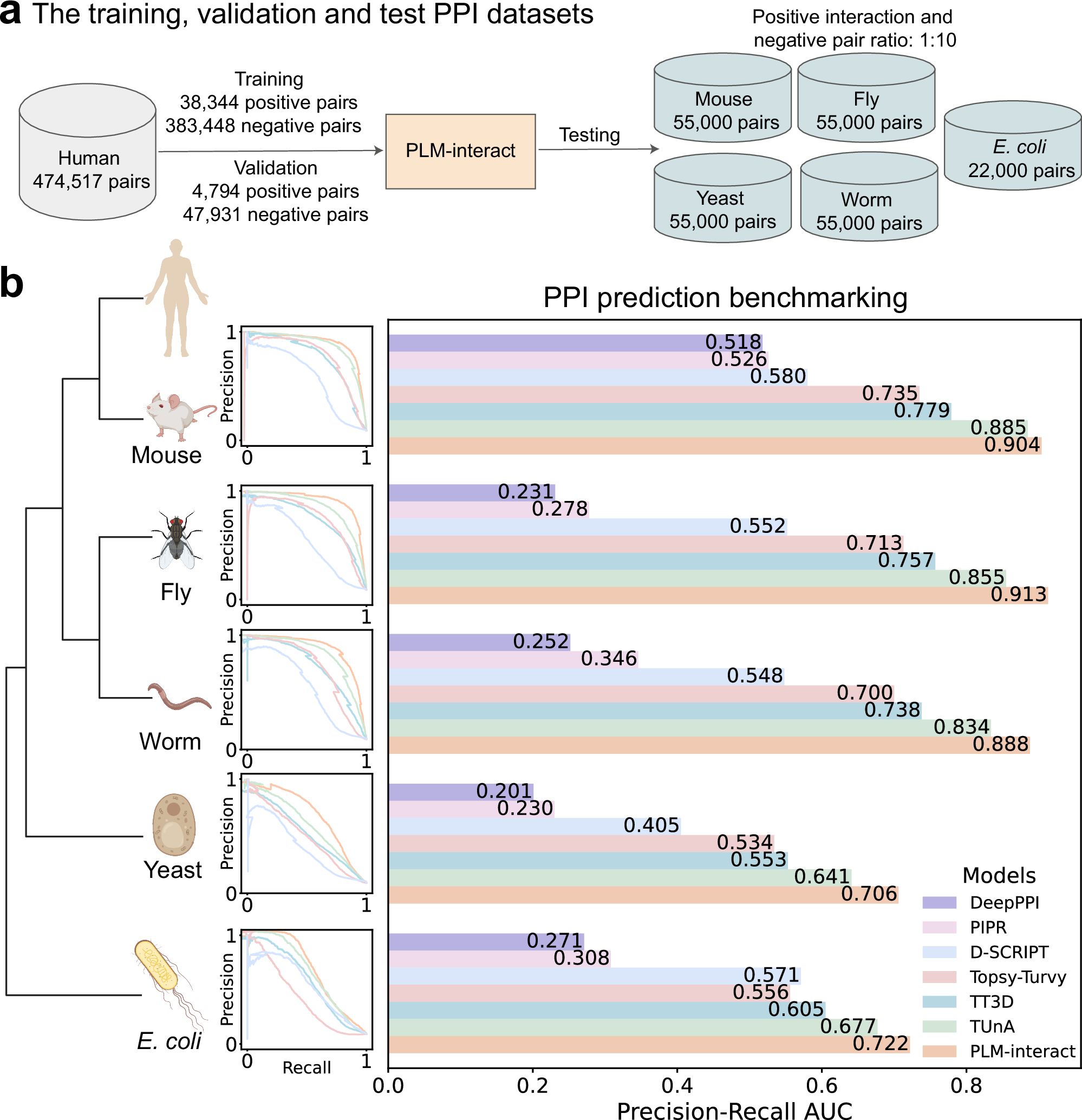 Fig. 2: The benchmarking results of PLM-interact compared with state-of-the-art protein-protein interaction (PPI) prediction models: PLM-interact achieves the highest PPI prediction performance.