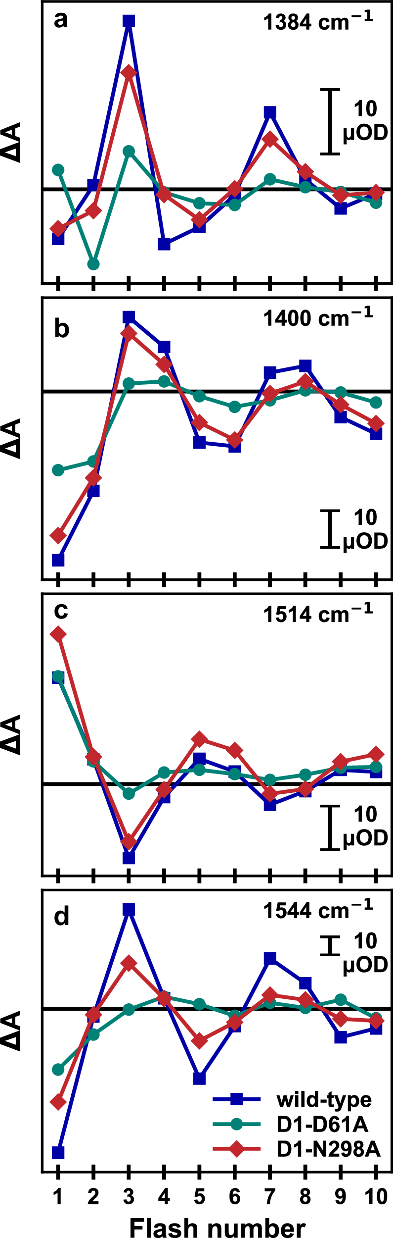 Fig. 3: Flash-number dependence of the IR difference absorption of PSII core complexes from Synechocystis sp. PCC 6803.
