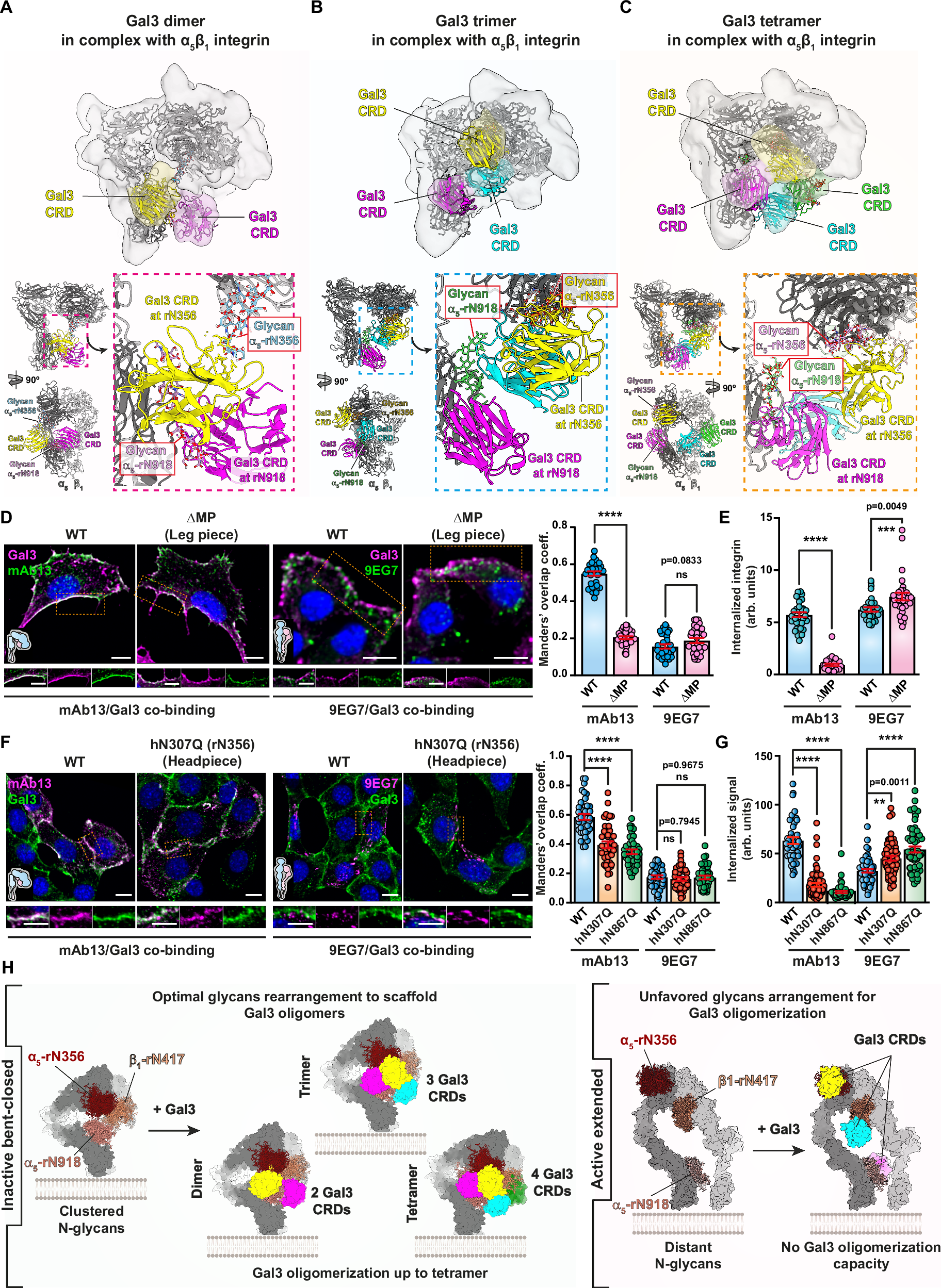 Fig. 9: Glycans for the functional recognition of bent-closed α5β1 integrin by Gal3.