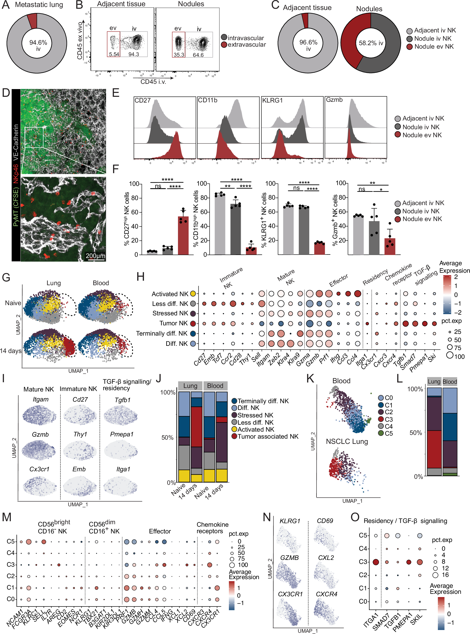 Fig. 4: The metastatic nodules serve as a hub for less differentiated NK cells, while the differentiated subset predominantly localizes intravascularly.