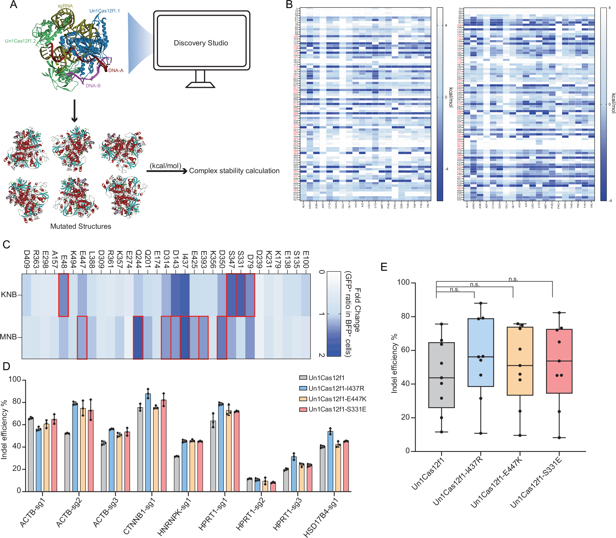 Noncanonical target-strand cytosine base editing via engineered Un1Cas12f1  platform | Nature Communications