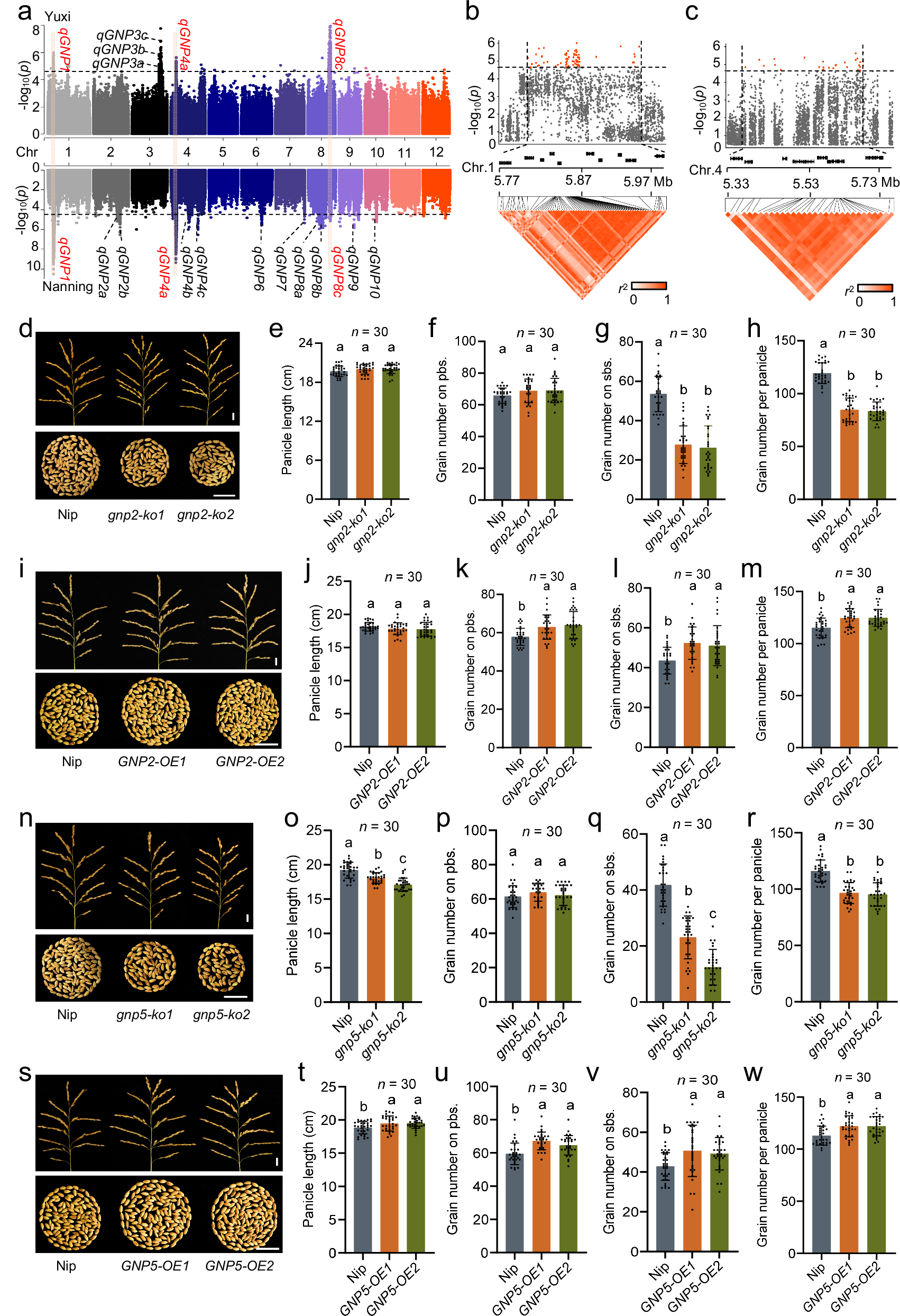 Fig. 1: Identification of GNP2 and GNP5 by GWAS.