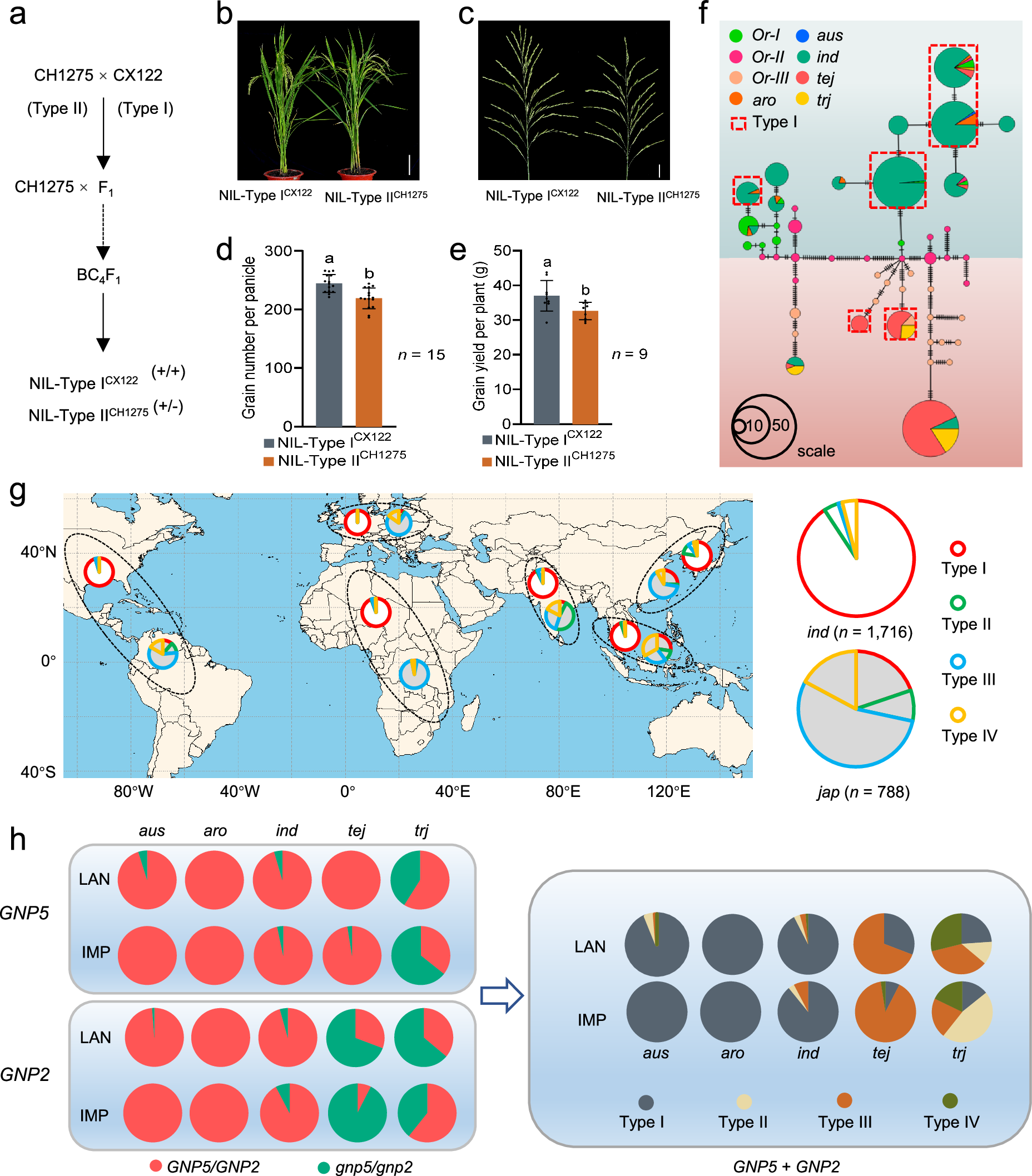 Fig. 7: Joint variation, origin, and dissemination analysis of GNP5 and GNP2.