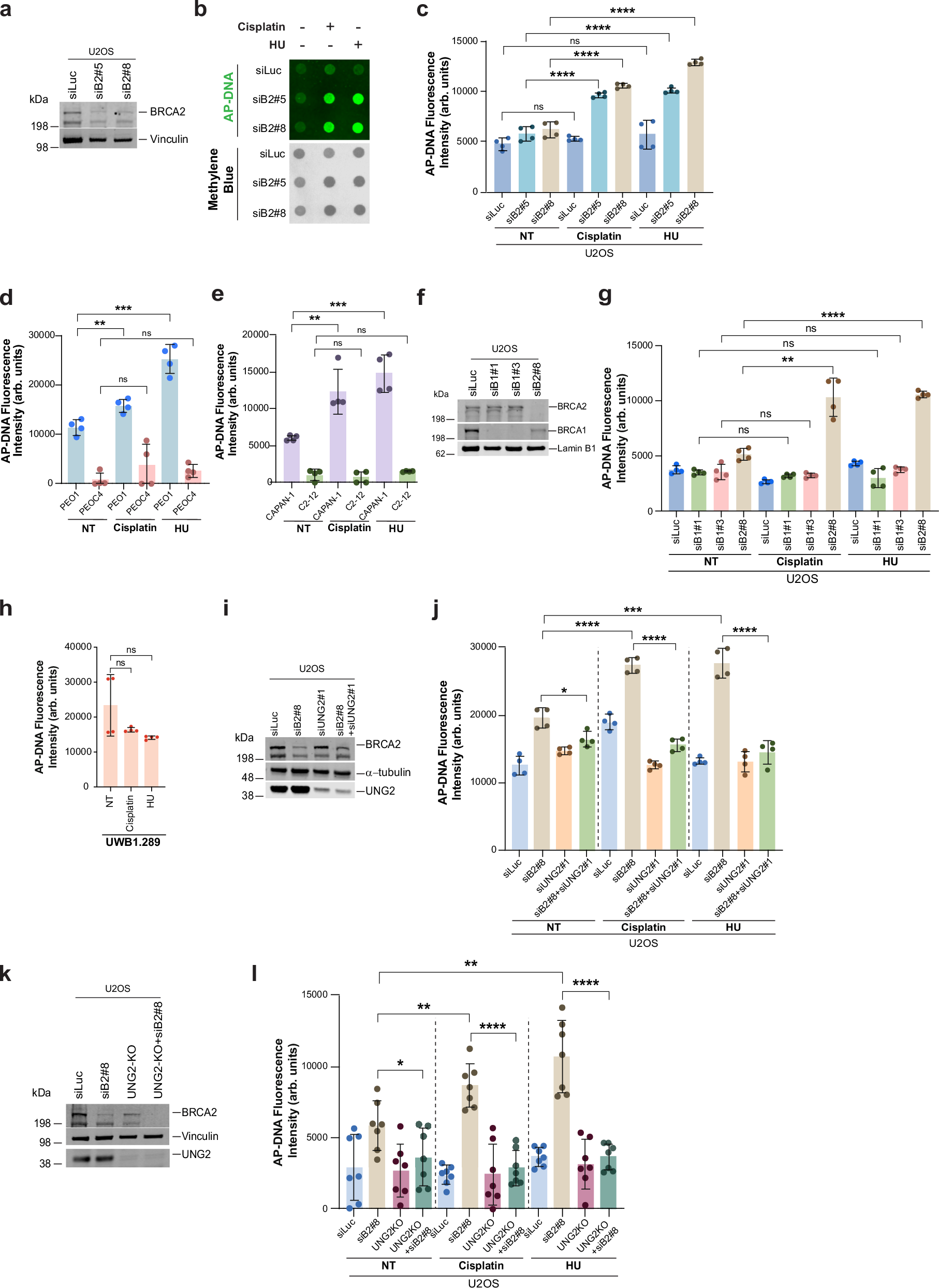 Fig. 3: UNG2-driven uracil removal induces abasic site accumulation in BRCA2-deficient cells upon replication stress.