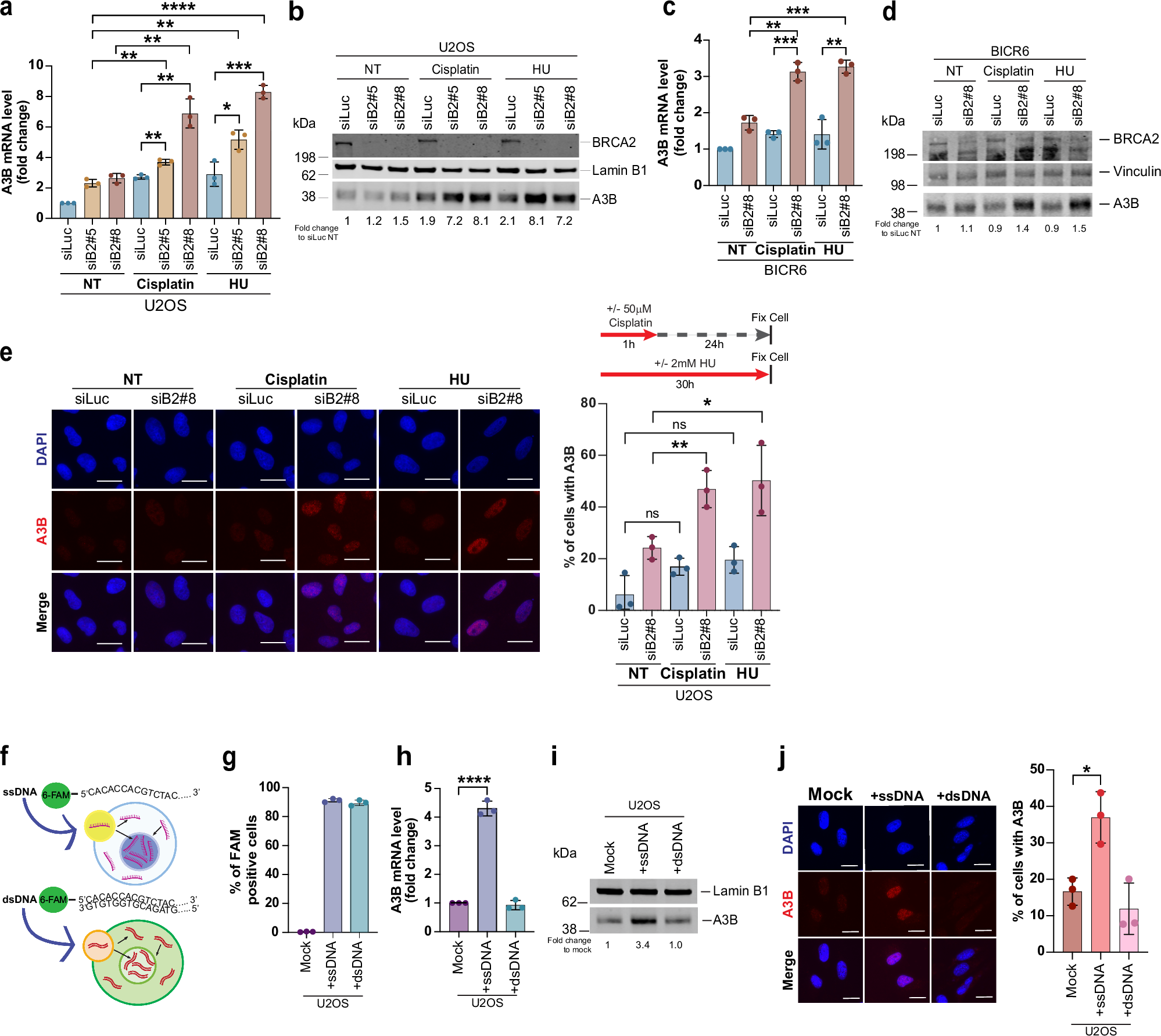 Fig. 7: A3B expression is induced by replication stress and ssDNA.