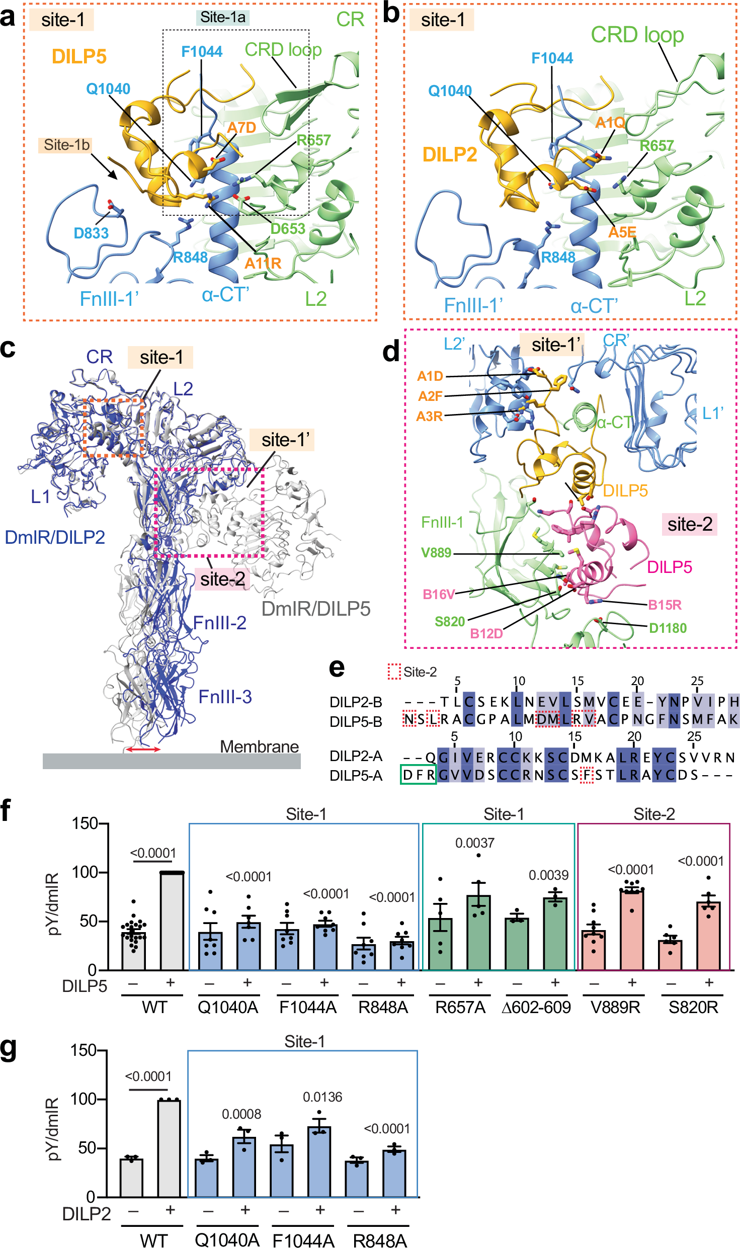 Fig. 2: Structural details of DILP2 and DILP5 binding to the active dmIR.