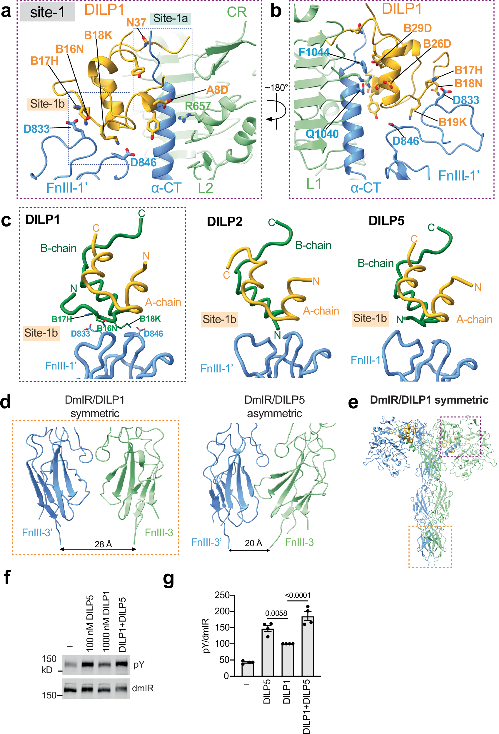 Fig. 5: DILP1 binding site in symmetric dmIR and comparison of dmIR-ligand complexes.