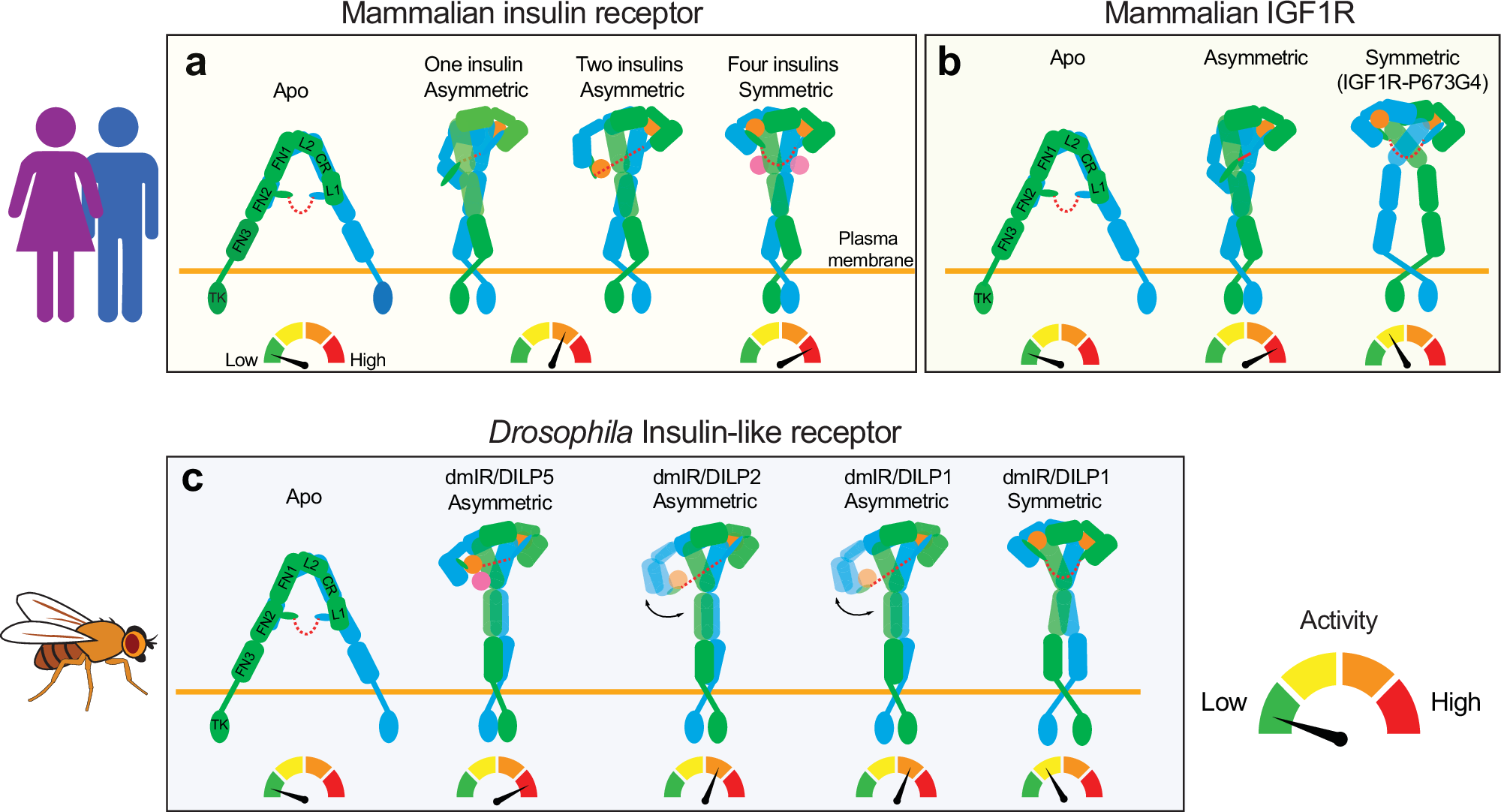 Fig. 6: Proposed receptor activation models: dmIR, IR, and IGF1R.
