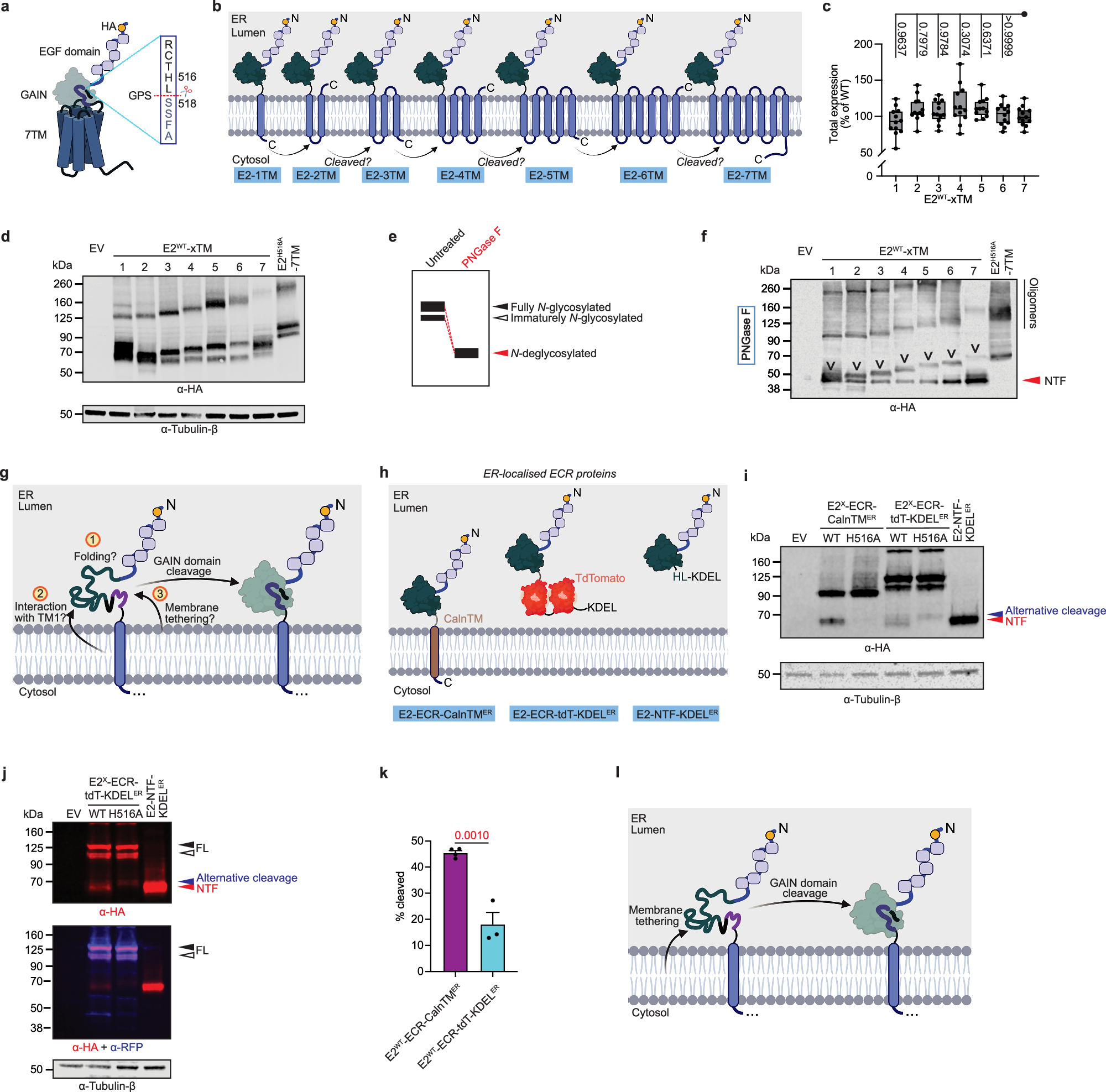 Self-cleavage of the GAIN domain of adhesion G protein-coupled receptors  requires multiple domain-extrinsic factors | Nature Communications