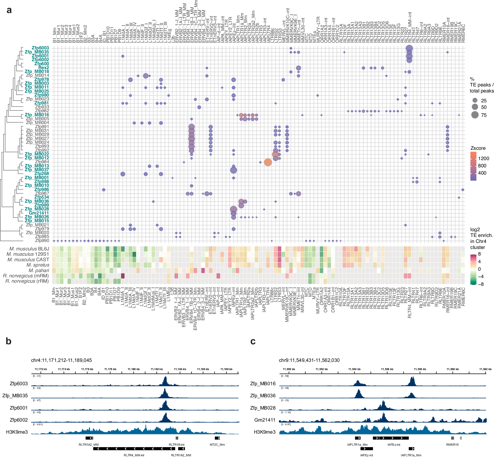 Fig. 6: Several KZFPs in the BL6J Chr4 cluster bind to ERVs that display only a mild enrichment within the Chr4 cluster itself.