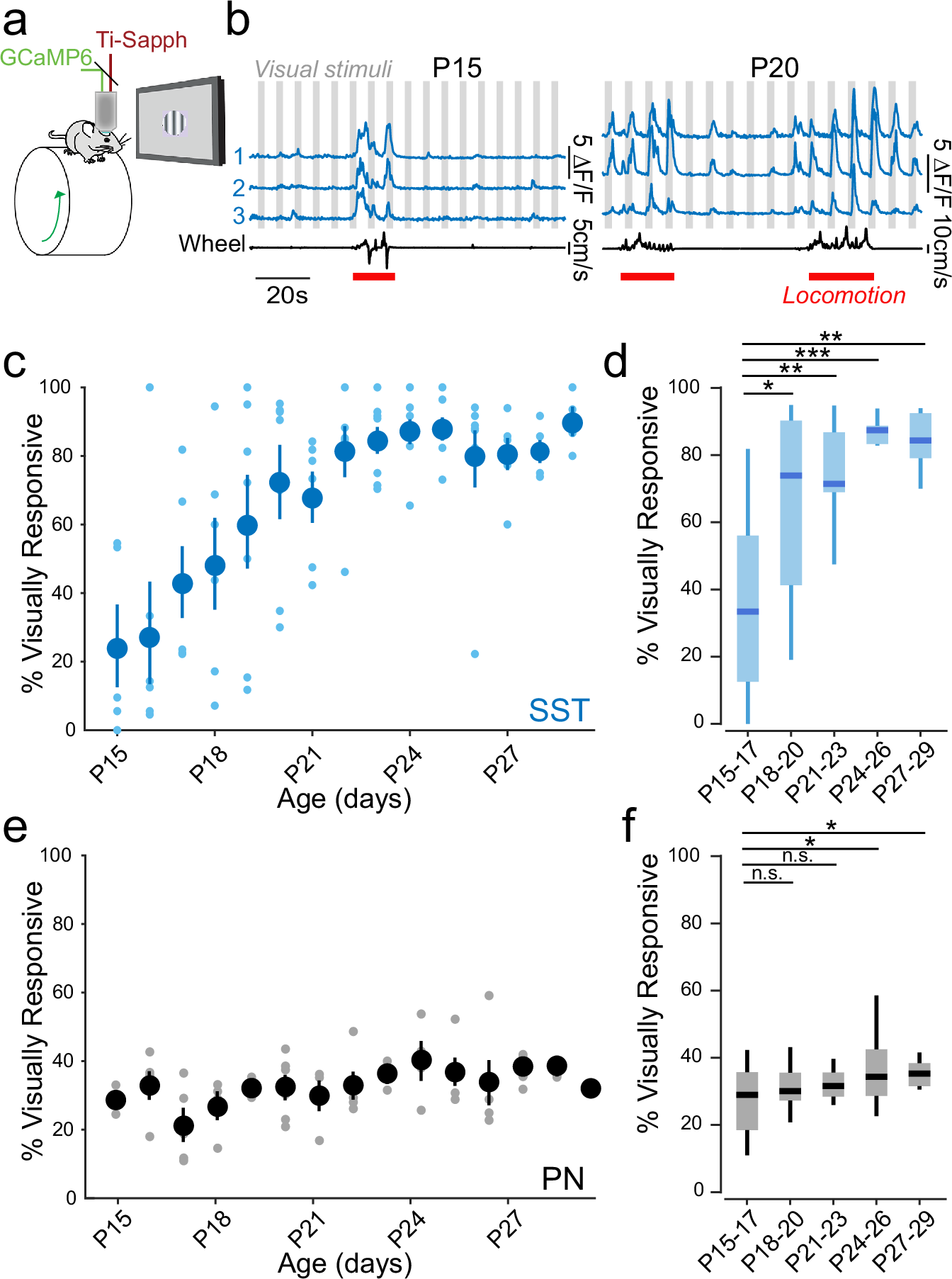 Fig. 1: Visual sensitivity in SST-INs emerges following eye opening.