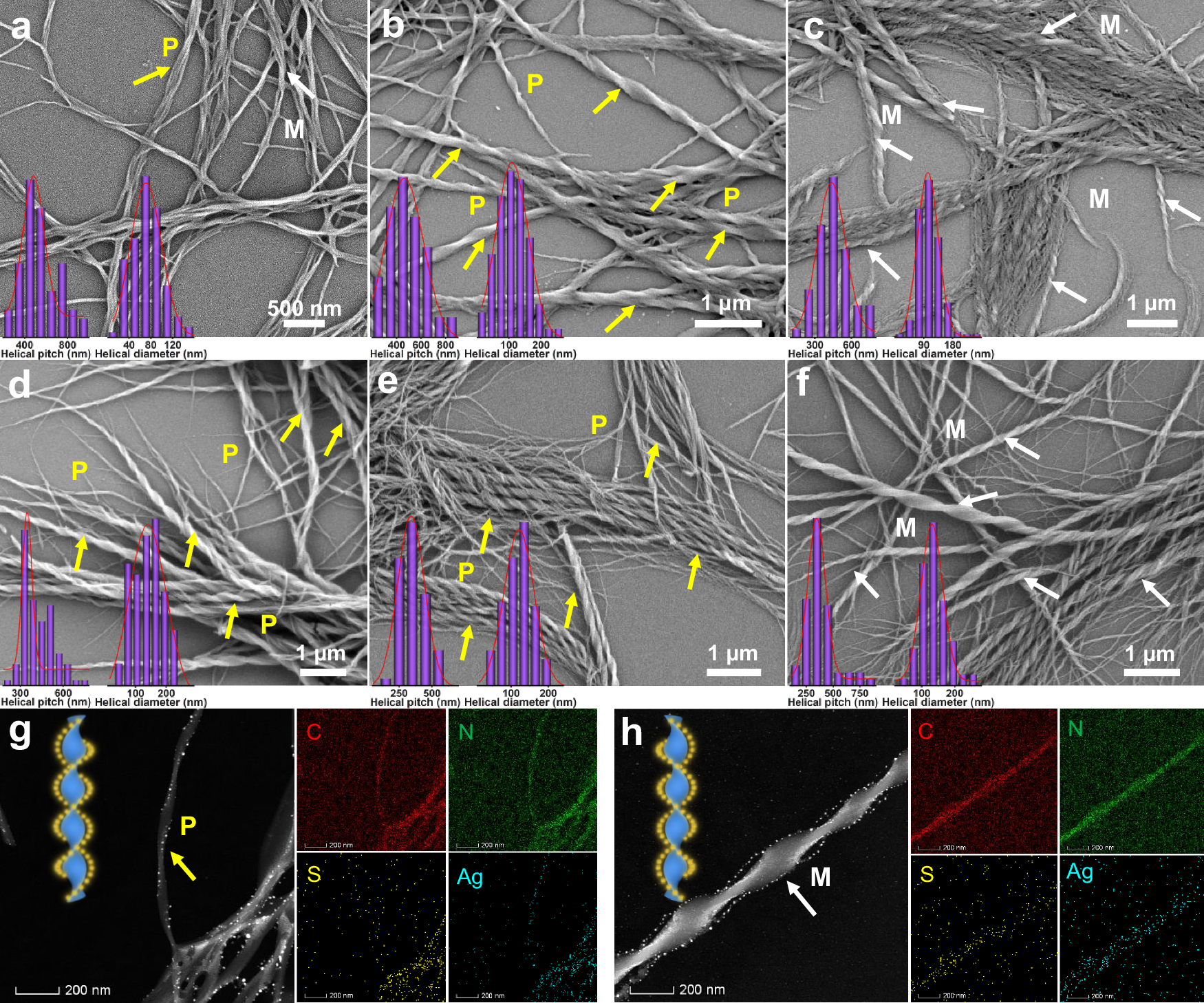 Fig. 2: The formation of helical nanoribbons triggered by chiral seeds of R- or S-Ag6, and the hierarchical evolution of helical nanoribbons with the synergistic effect of R- or S-phol.