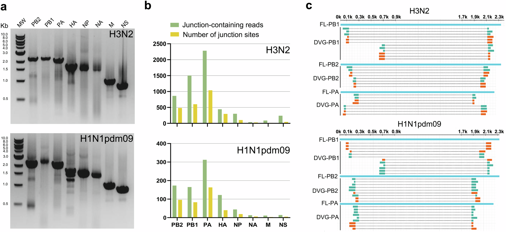 Live attenuated influenza vaccine with low proportions of defective  interfering particles elicits robust immunogenicity and cross-protection |  Nature Communications