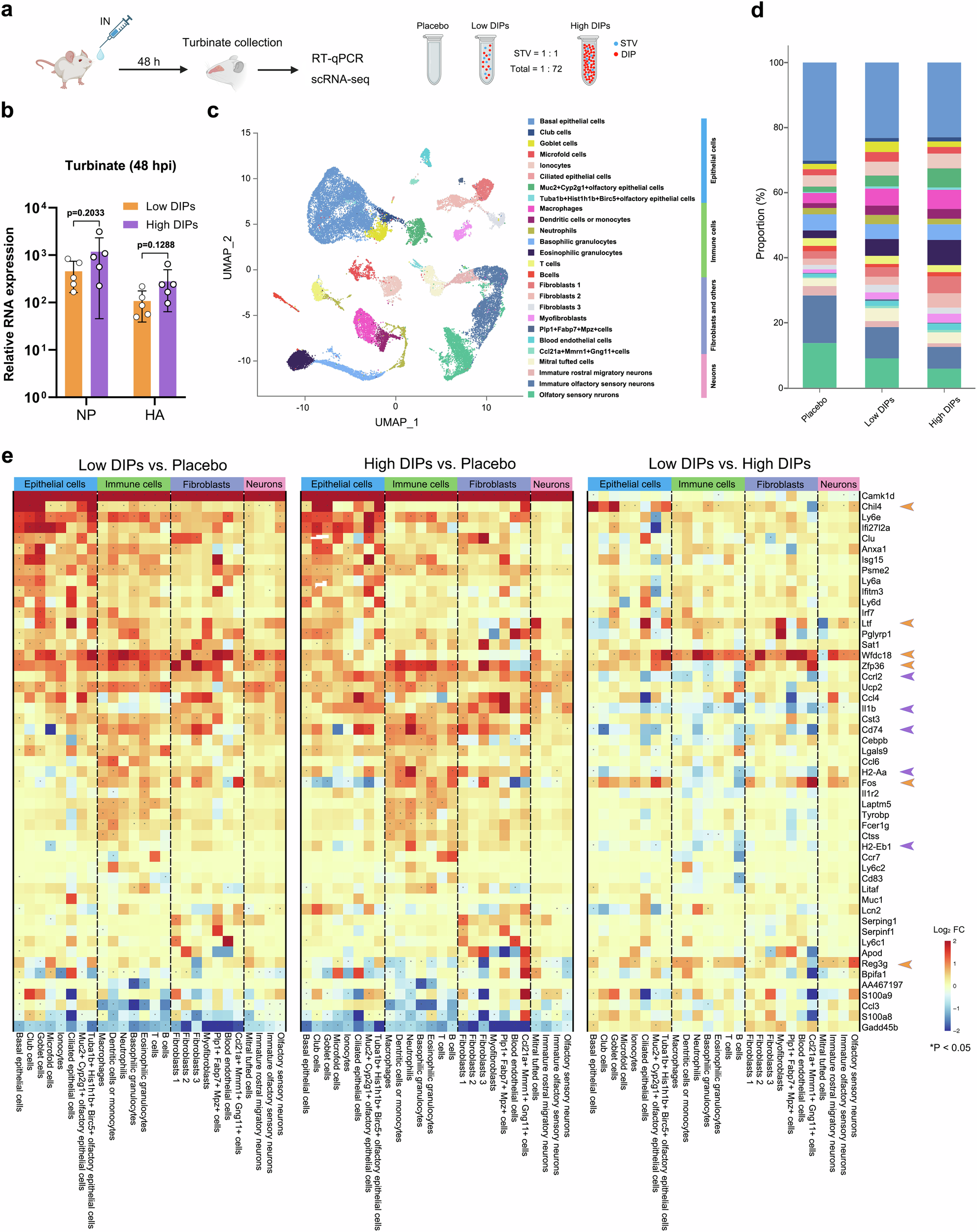 Fig. 4: Innate immune responses elicited by the inoculation of low DIPs and high DIPs LAIVs in the mouse upper respiratory tract as revealed by scRNA-seq.