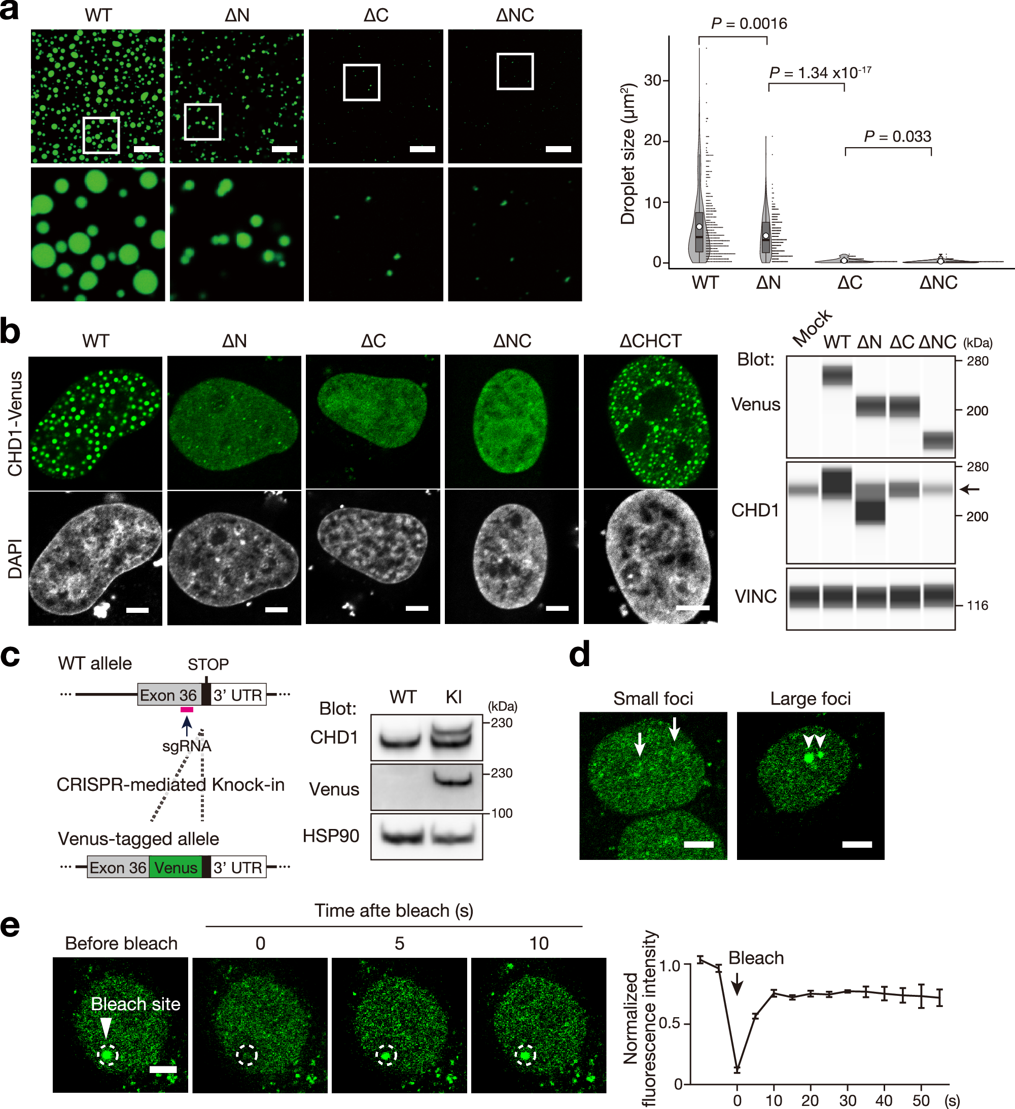 Fig. 2: CHD1 forms condensates through the C-terminal IDR.