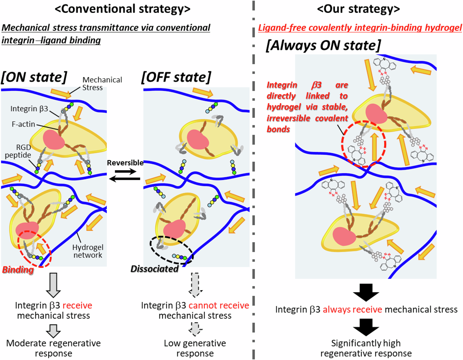 革新的な再生医療技術を開発! 生体で発生する力学刺激を活用して移植細胞の組織再生能力を引き出す～研究成果が英国科学誌『Nature Communications』に掲載～