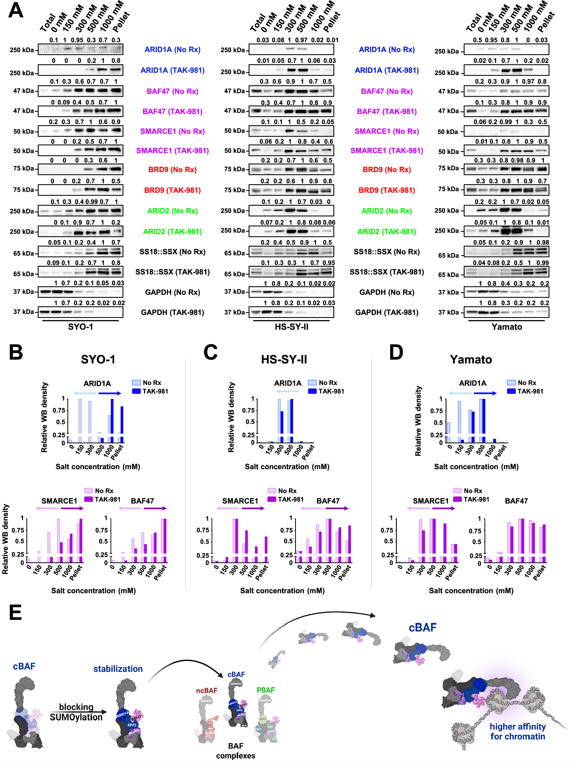 Fig. 4: TAK-981 treatment induces stronger binding of the cBAF complex to chromatin.